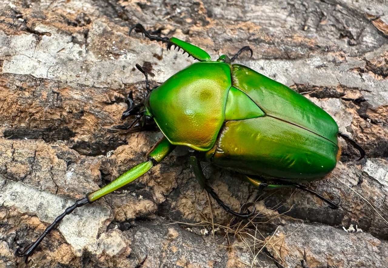 《ミカンスオオツノカナブン 45mm ペア》