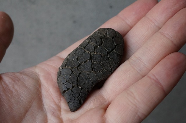 ゴビ砂漠産亀甲石　Gobi Turtleback Stone