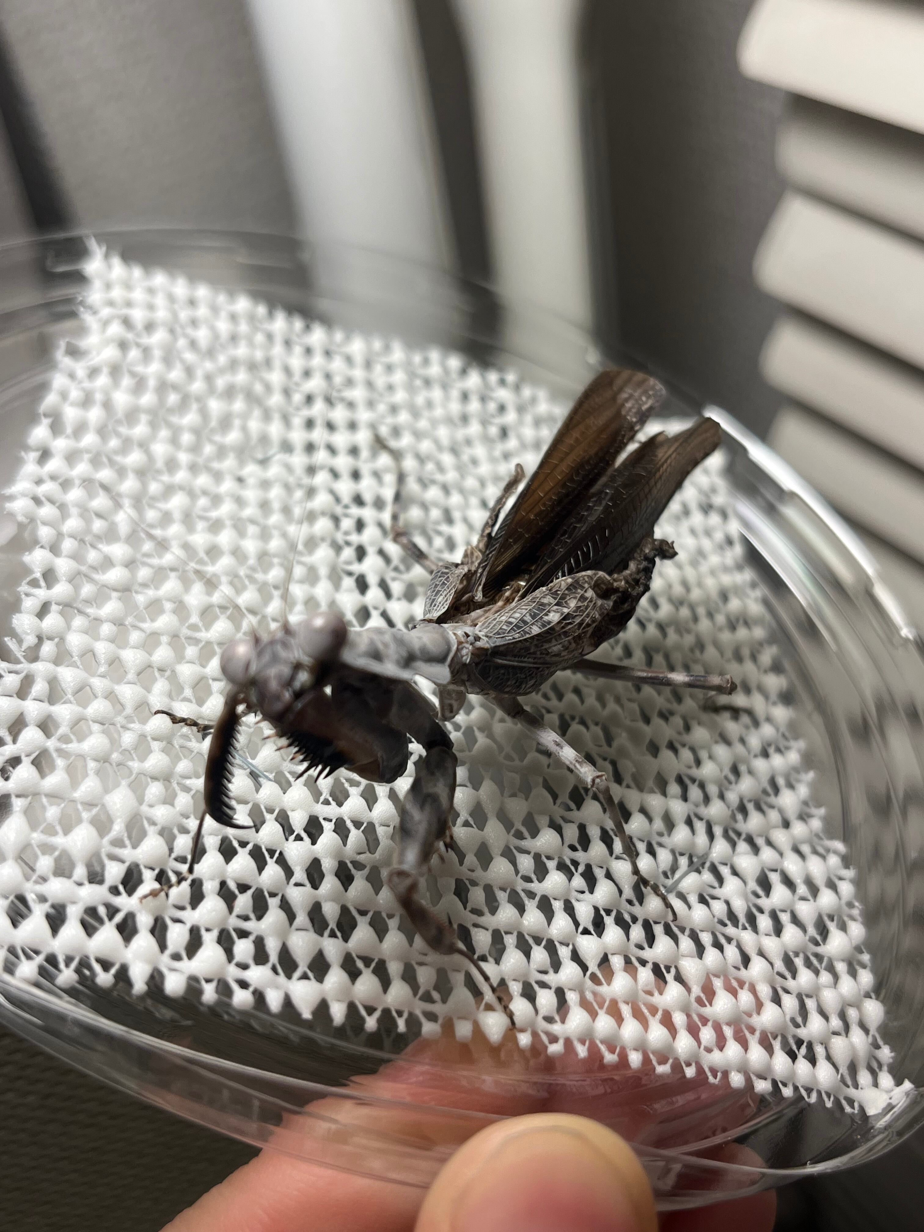 ダブルシールドマンティス　標本 ♀成体】ダブルシールドマンティスB品 体長7cm程 Pnigomantis