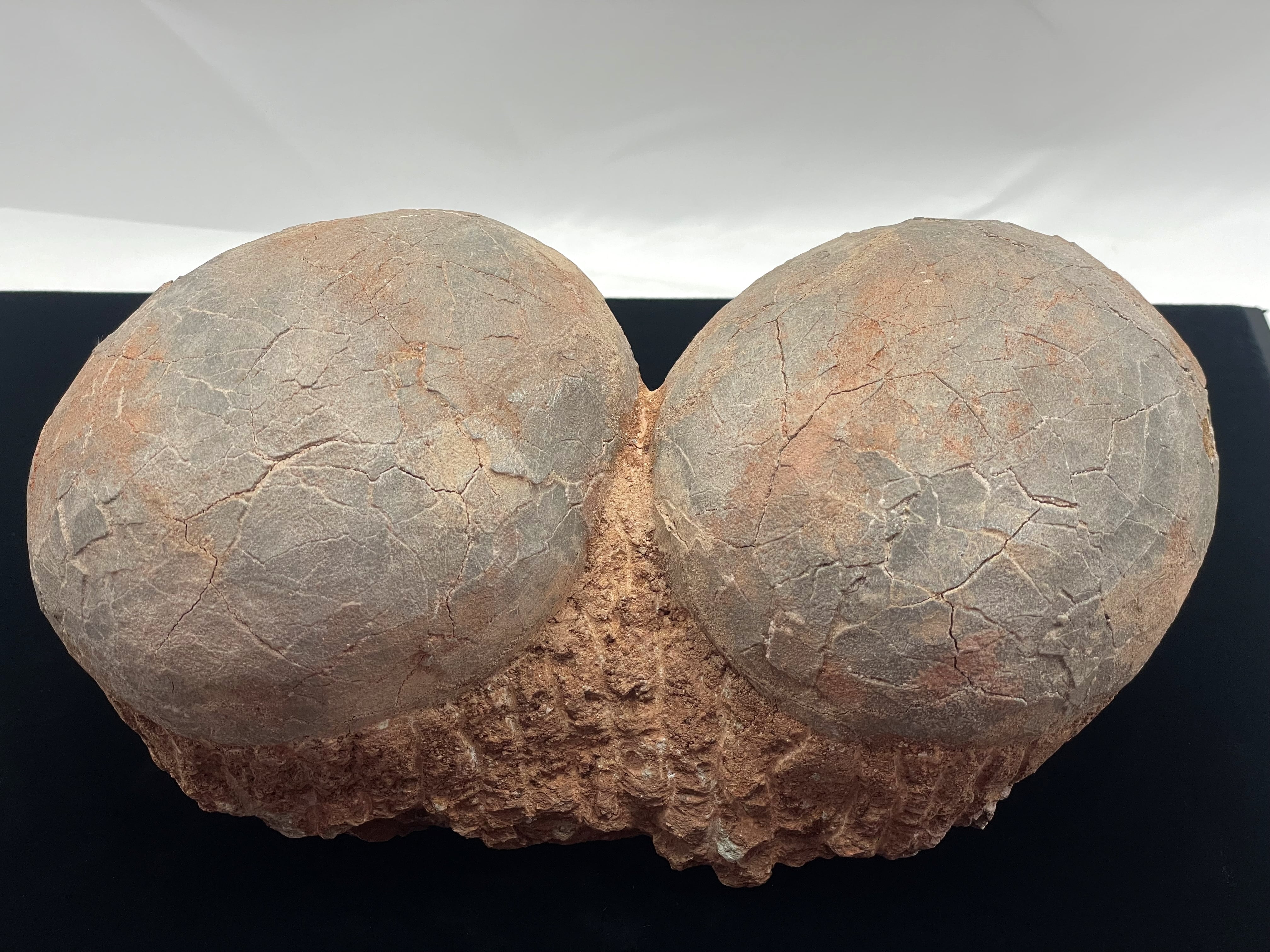 恐竜の卵の化石（レプリカ） | DantaliaN-outlet