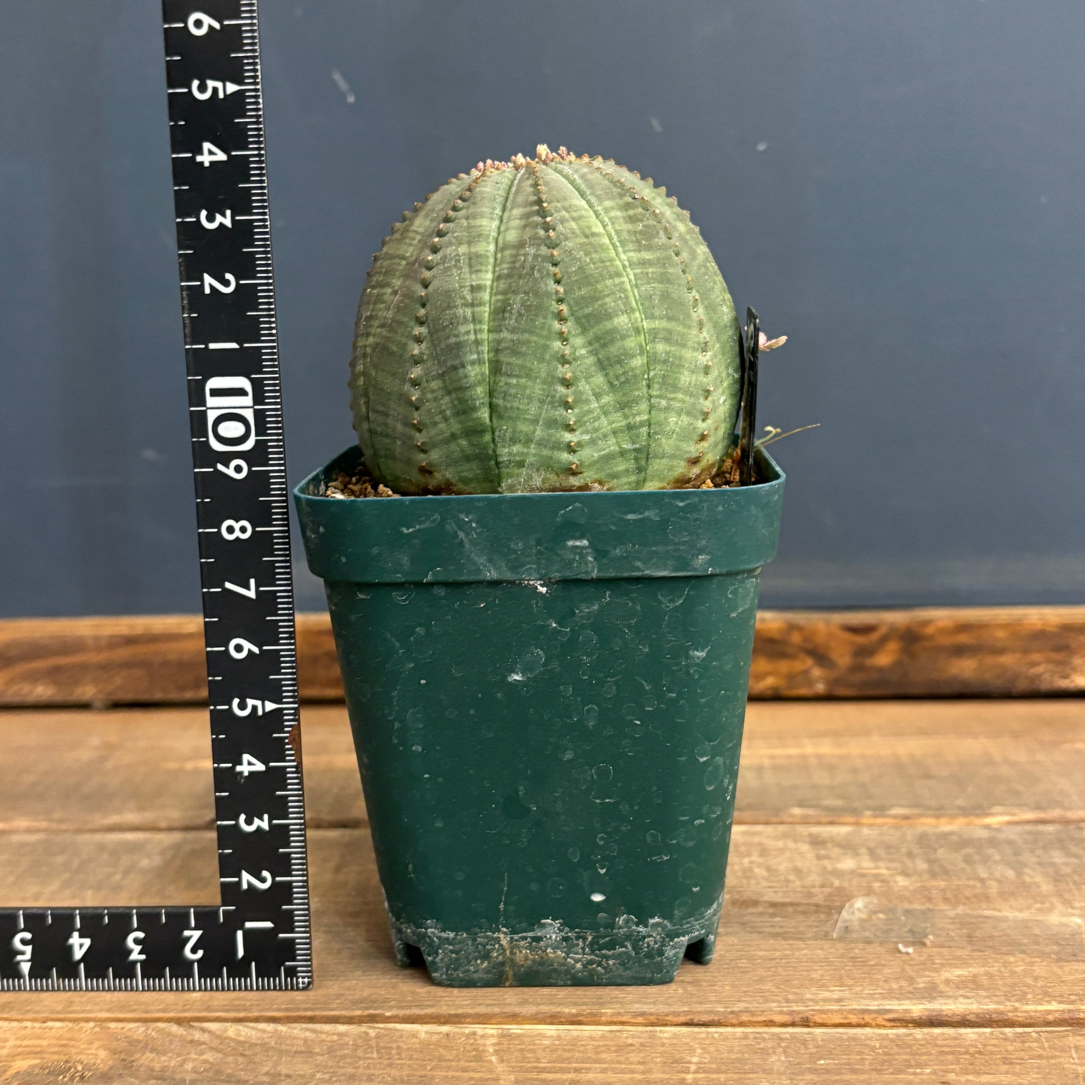 D*8様 ユーフォルビア オベサ 実生選抜 増稜タイプ ギザギザ個性派 美形株 D*8様 ユーフォルビア オベサ 実生選抜 増稜タイプ ギザギザ個性派