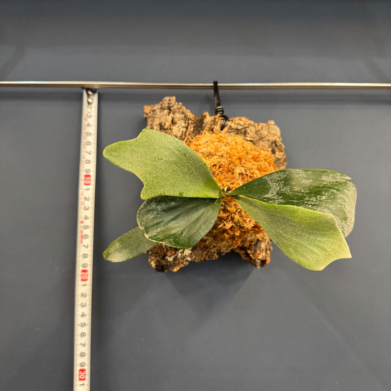 ビカクシダ Bifurcatum white 板付け (コルク)【1066】