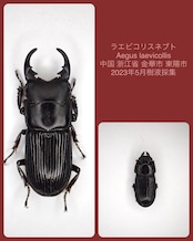 【WD】《ラエビコリスネブト A’品ペア》