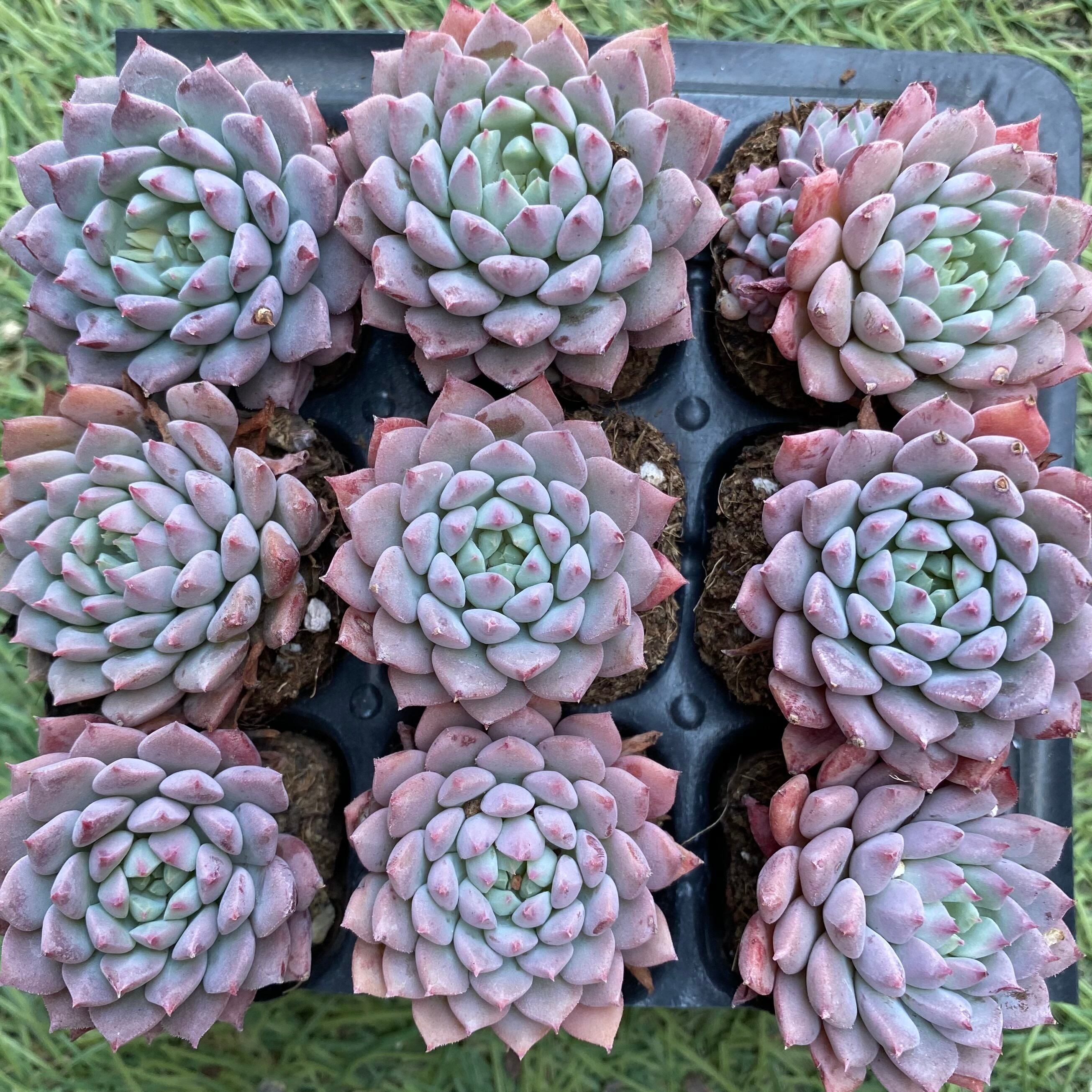 お買い得 多肉植物 ぷくぷく系 4点セット | PAY ID