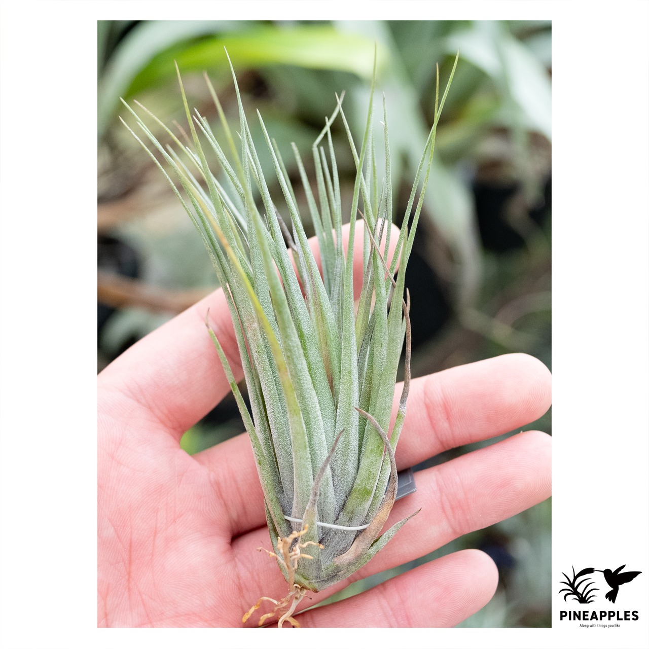 Tillandsia stricta var. piniformis x globosa - 1