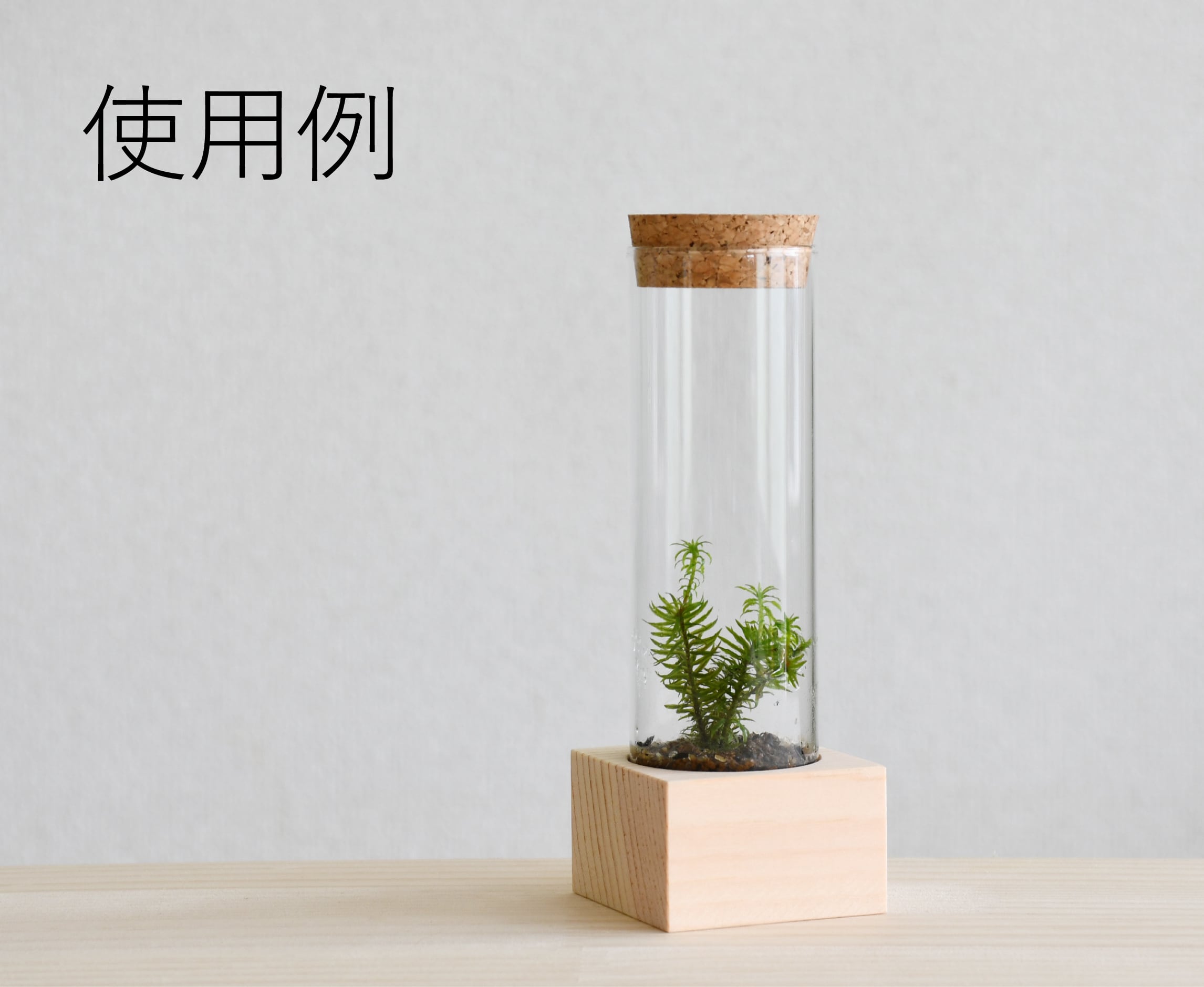 木製試験管立て 1本用 | 苔テラリウム専門ショップ道草