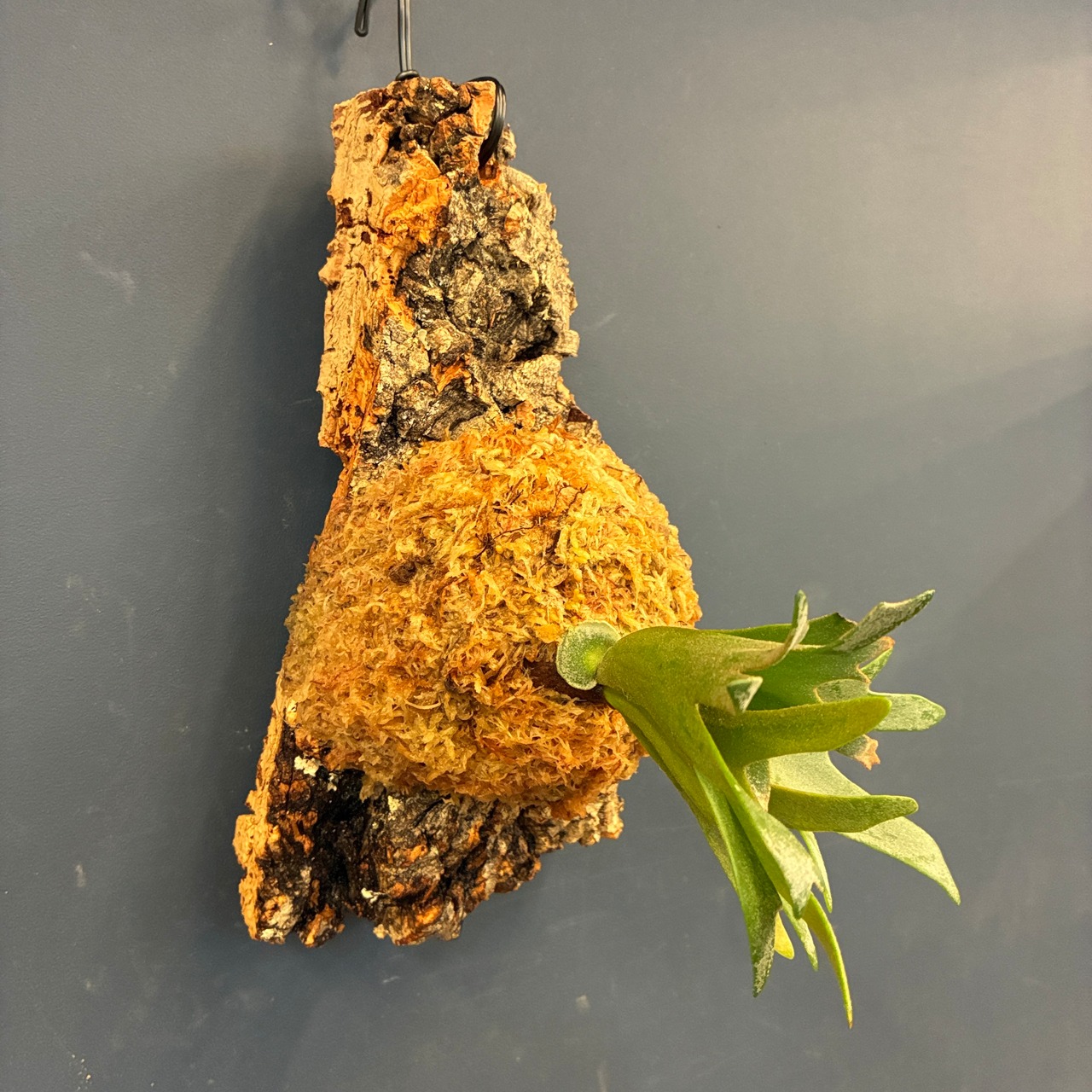 【UJ】ビカクシダ P. willinckii 'Nano' Spore 板付け (コルク)【1072】