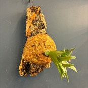 【UJ】ビカクシダ P. willinckii 'Nano' Spore 板付け (コルク)【1072】