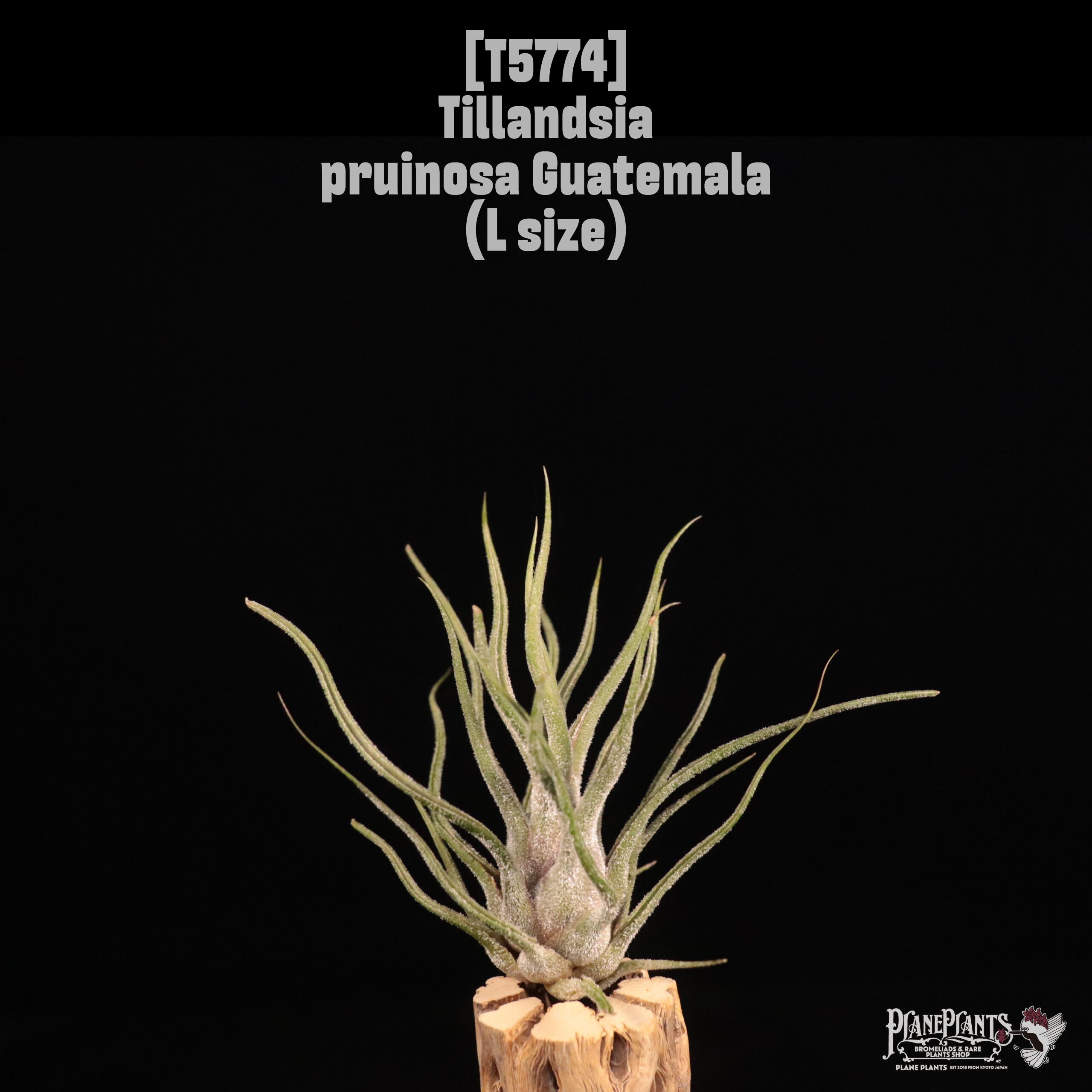 Tillandsia pruinosa Guatemala L〔ティランジア〕T5774