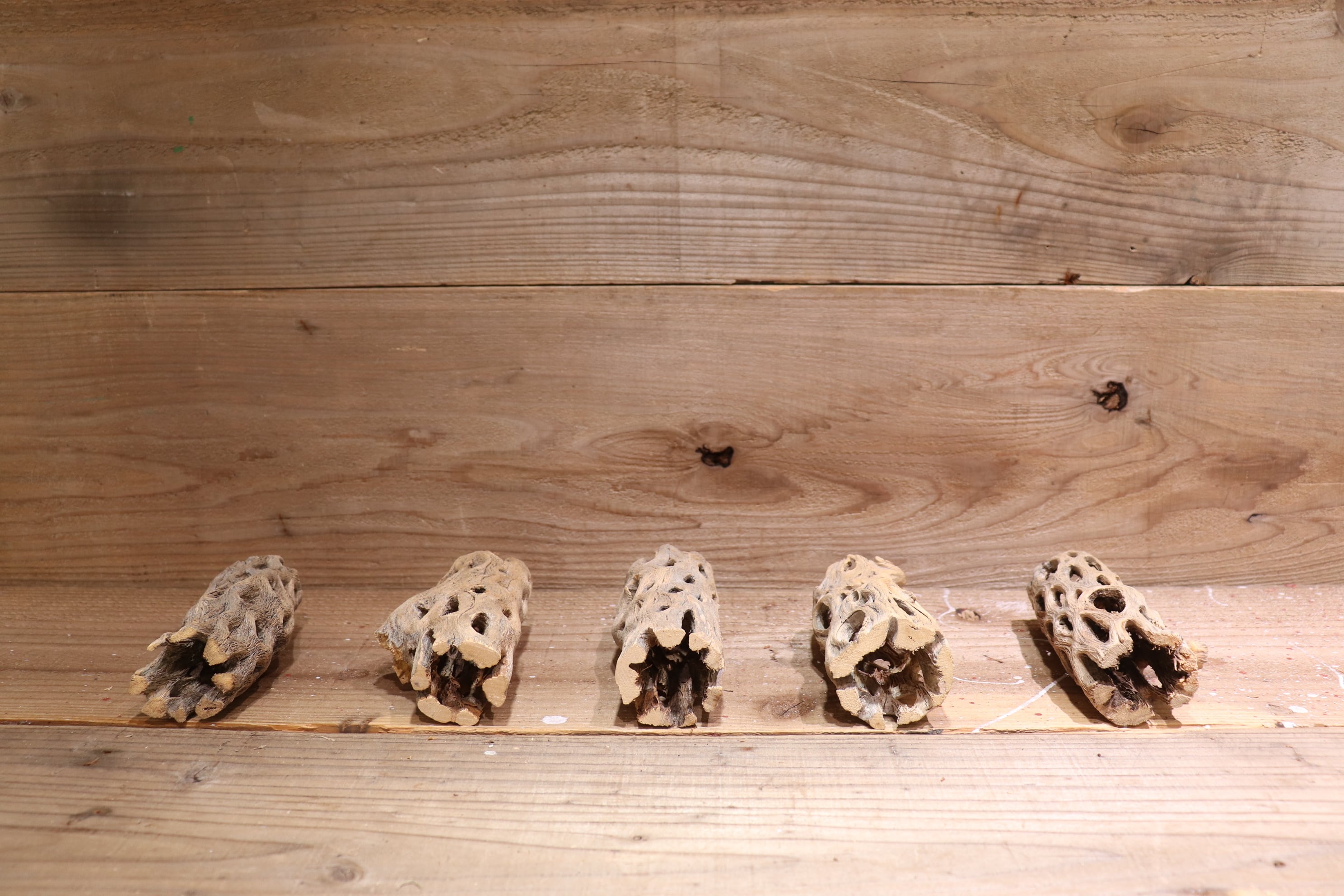 送料無料】カクタス スケルトン M (11-15cm) [M36-45] | plane plants