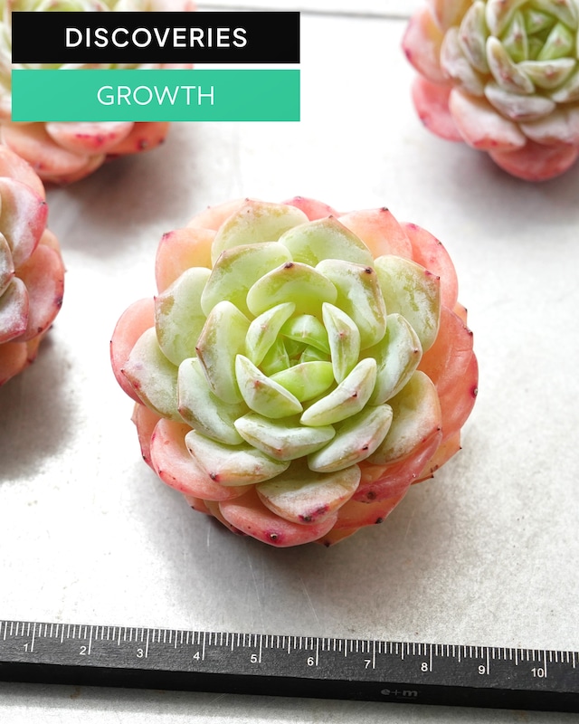 一部発根済カット苗 仰山雪 M Echeveria 'Yangshan Snow'