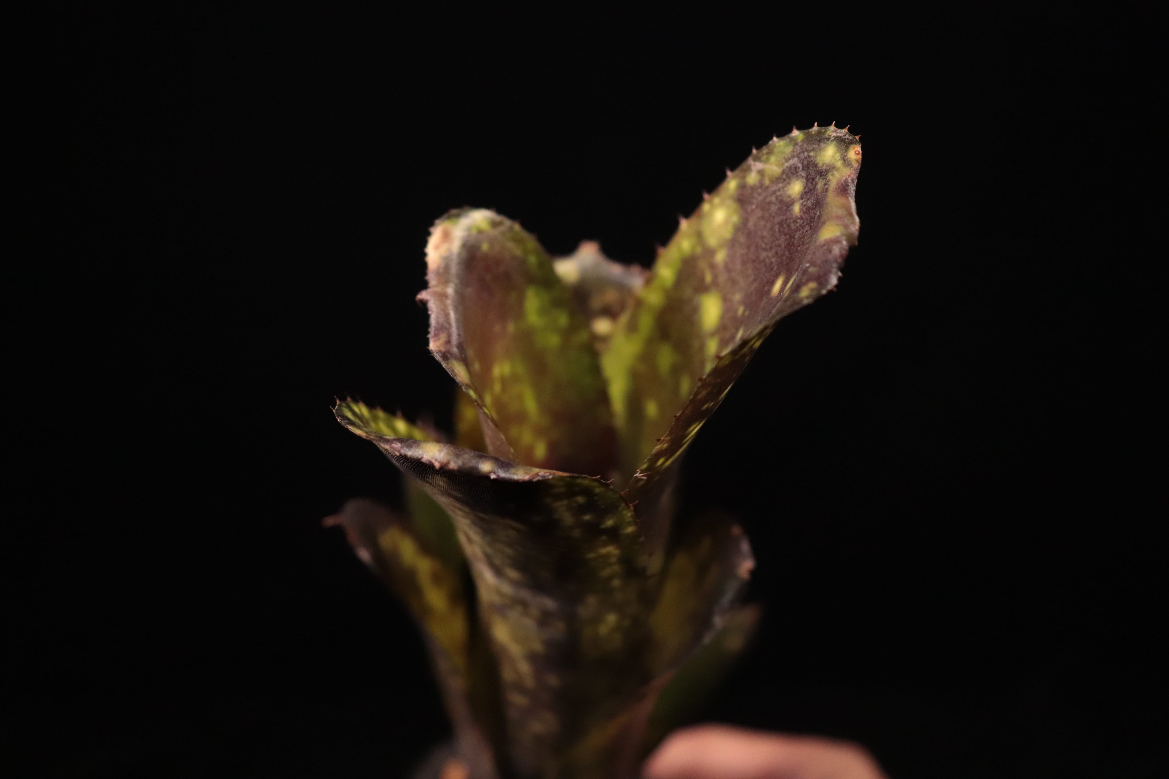 Billbergia 'Talbot Dust'〔ビルベルギア〕B352 | plane plants