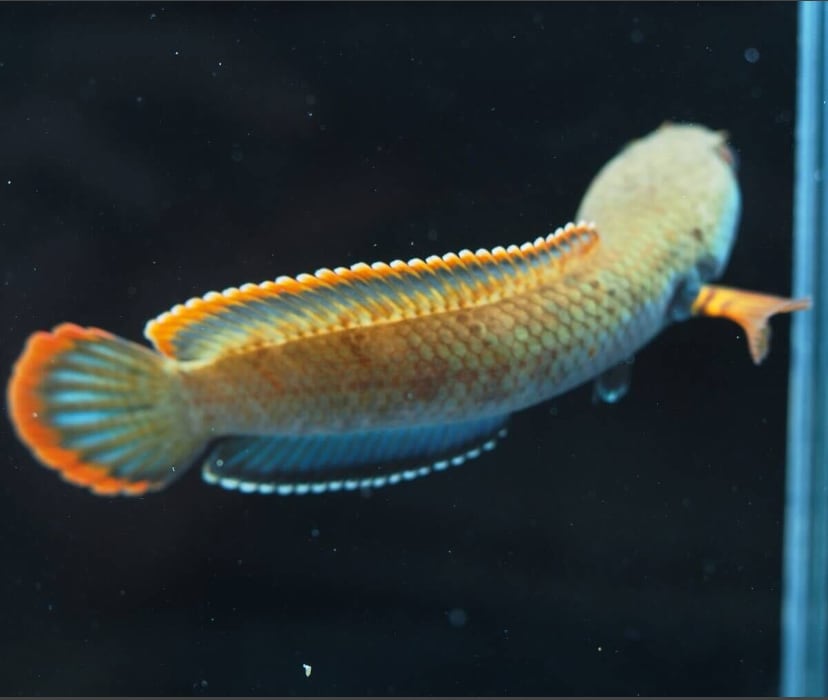 熱帯魚　アイスファイヤースネークヘッド　1匹 アイズファイヤー スネークヘッド(11cm±)上物 WILD - m8堂