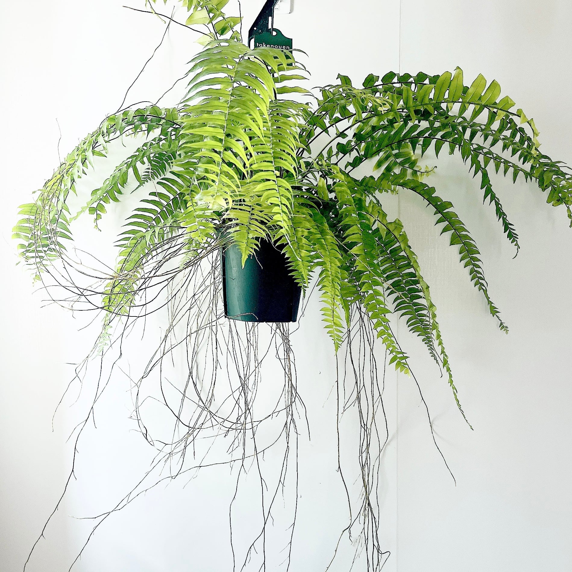 希少 シダ 観葉植物 ネフロレピス フィッシュテール 極上