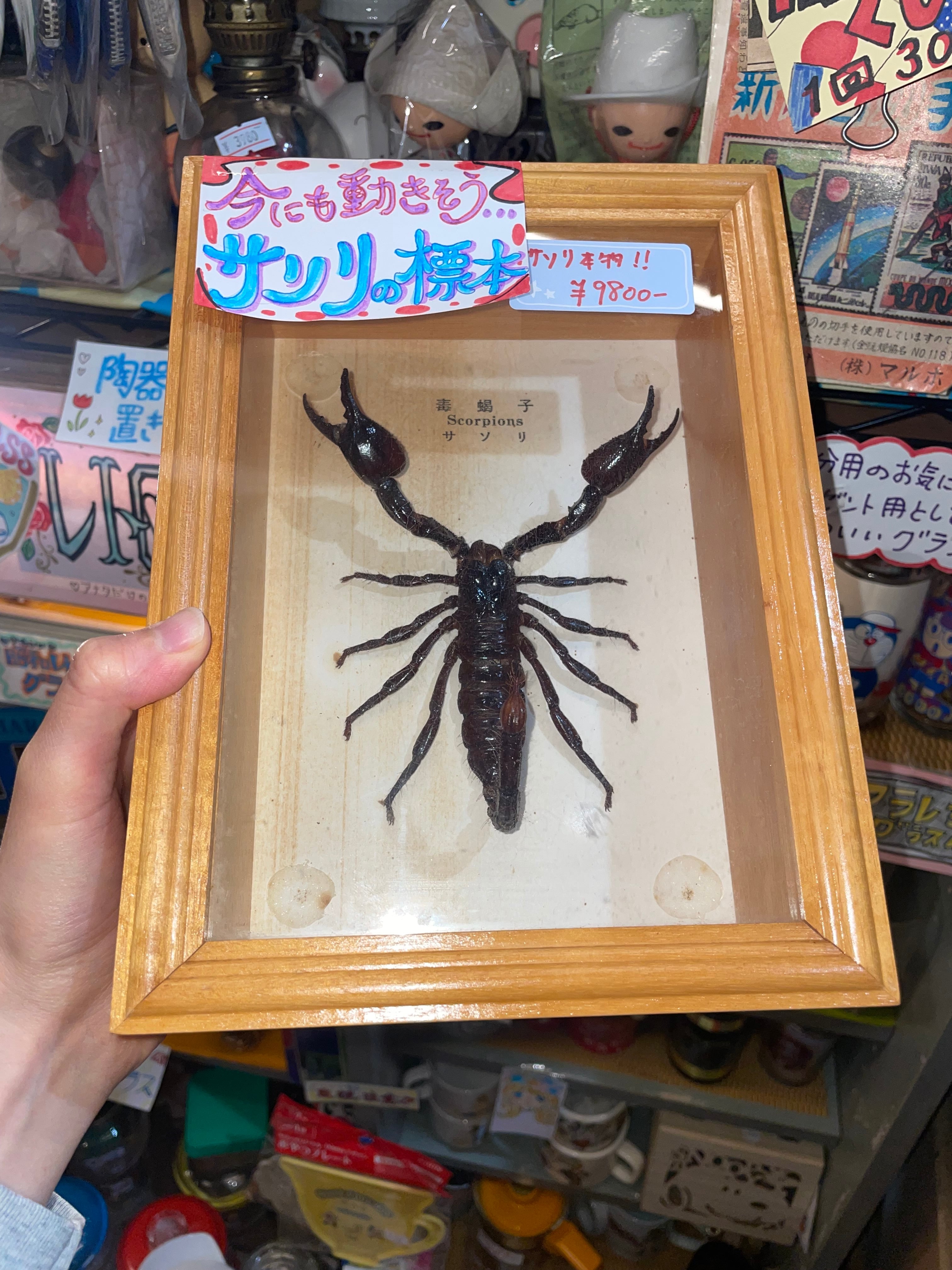 マレーシア産 サソリ 標本 額縁入り マレーシア産 サソリ 標本 額縁入り 標本 サソリの値段と価格推移は