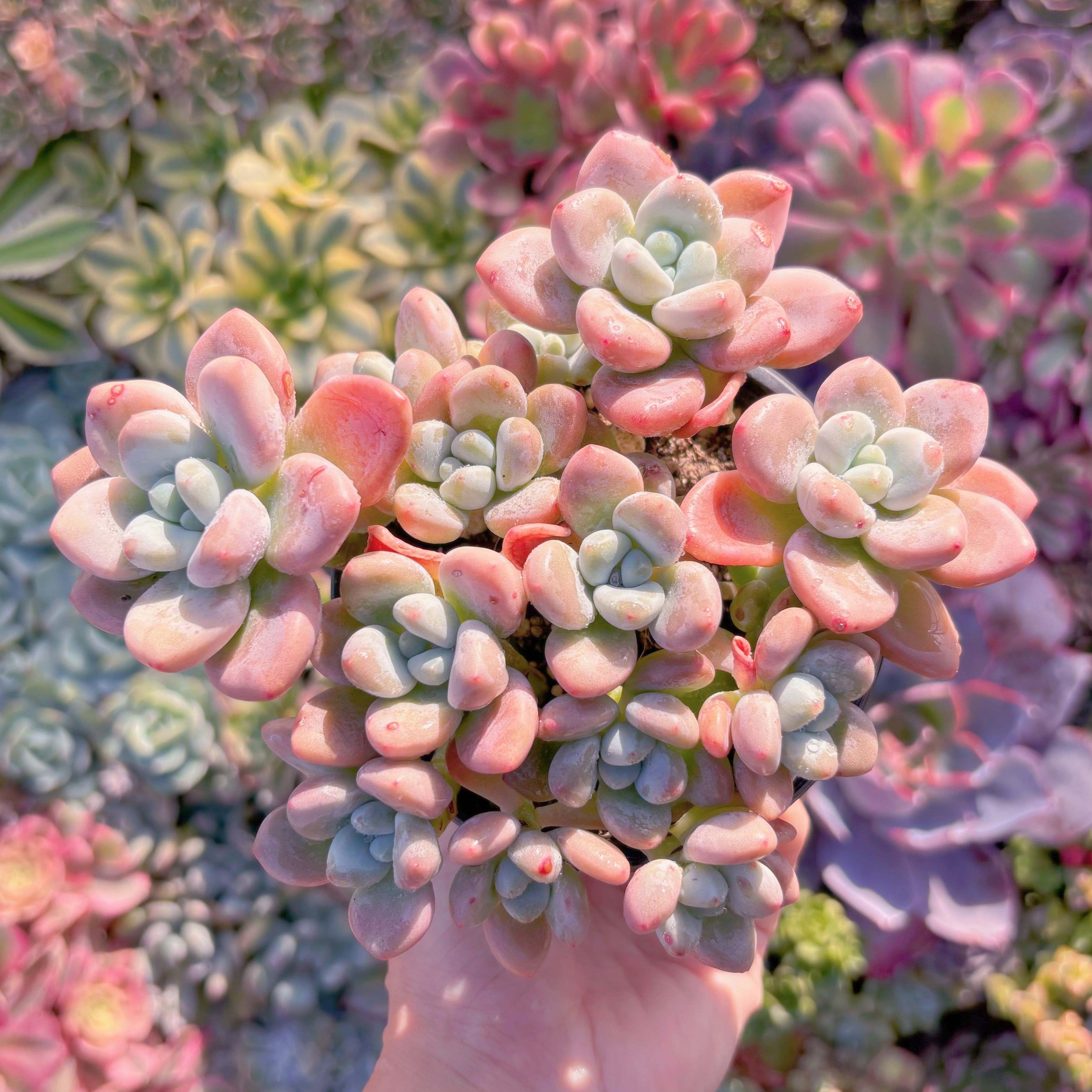 現品　マカロン#K020　新入荷　るる農園