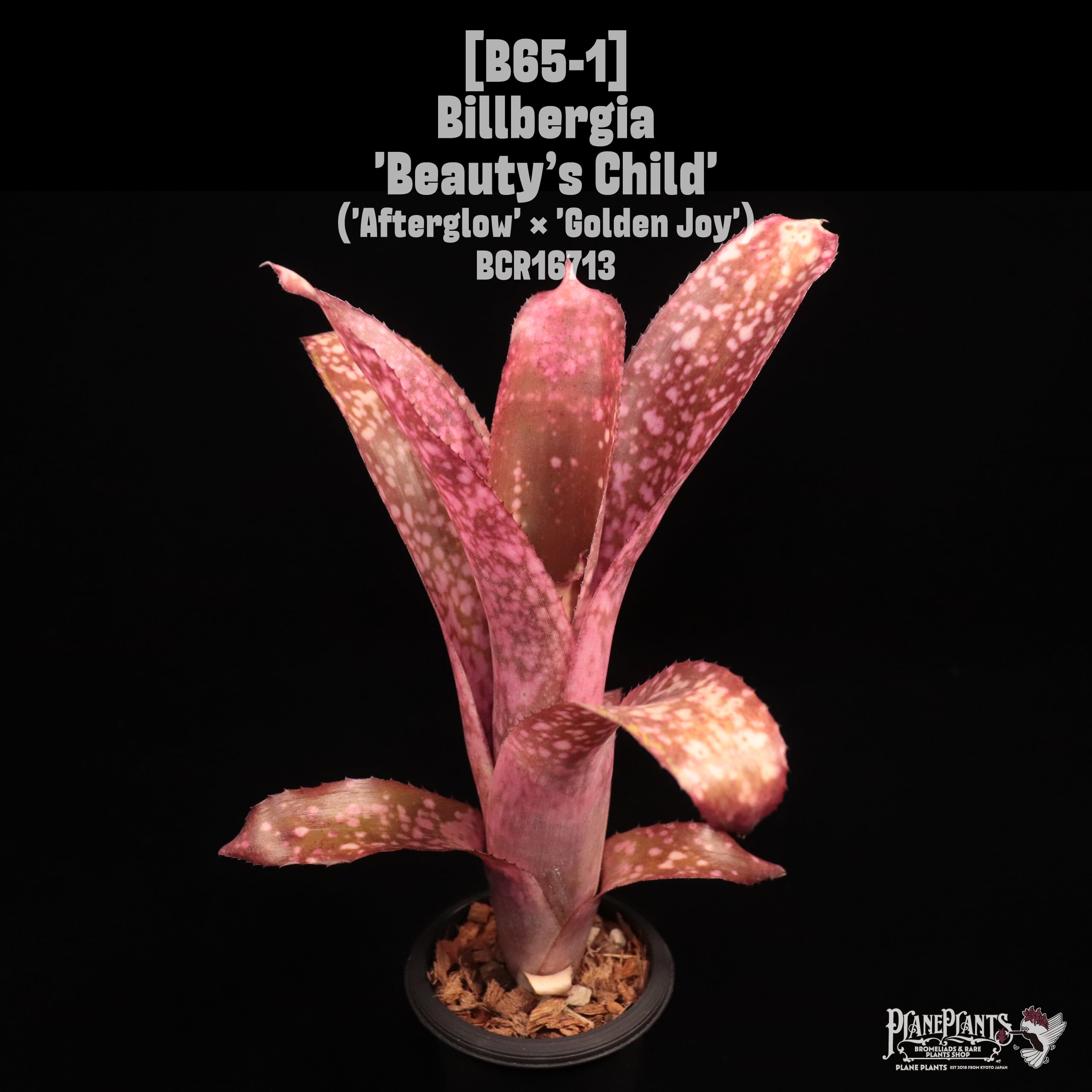 ブロメリア・エアープランツ Billbergia Kawanas Panache Billbergia Kawanas Panache - メルカリ