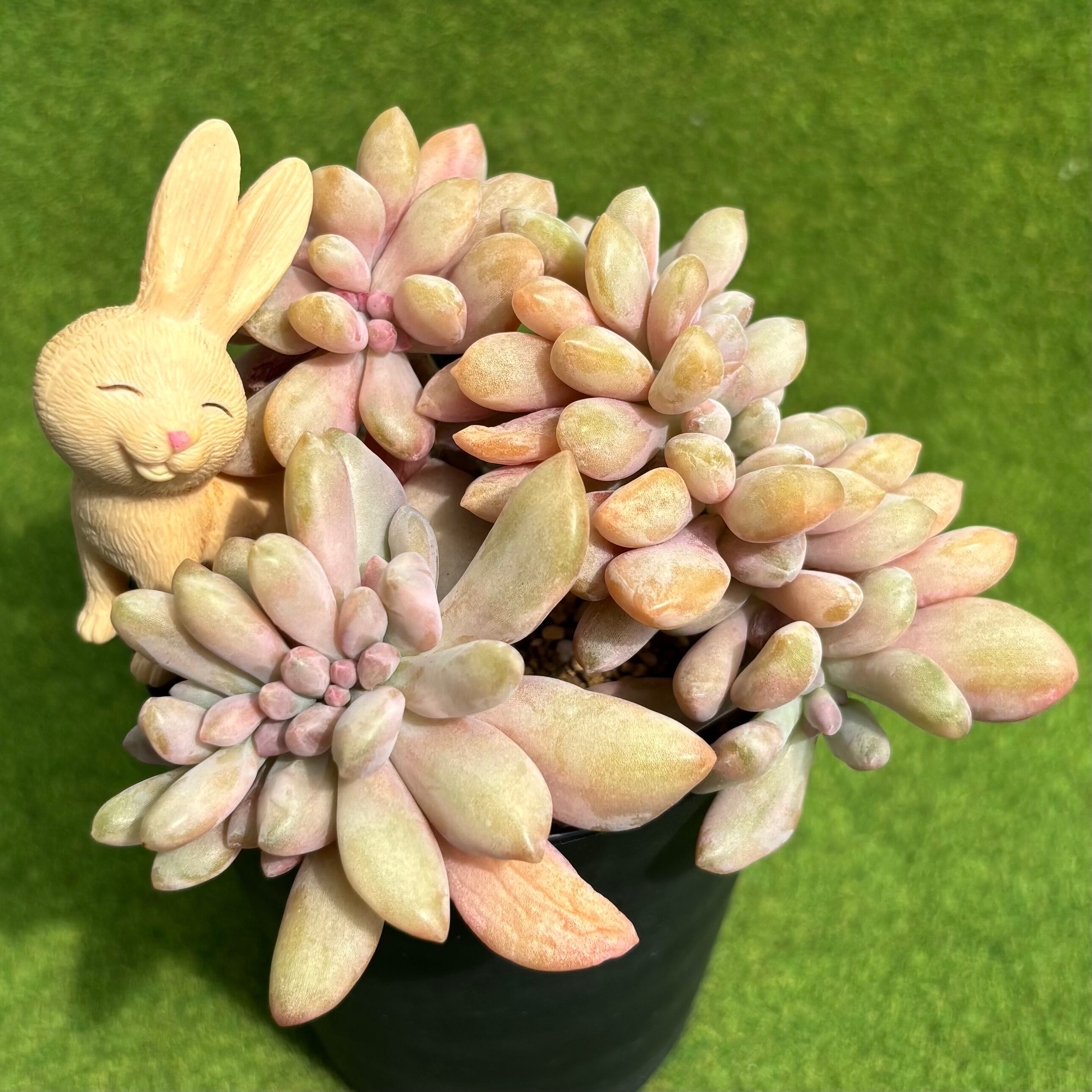 キャッツアイ錦 | 多肉植物 豆彦商店