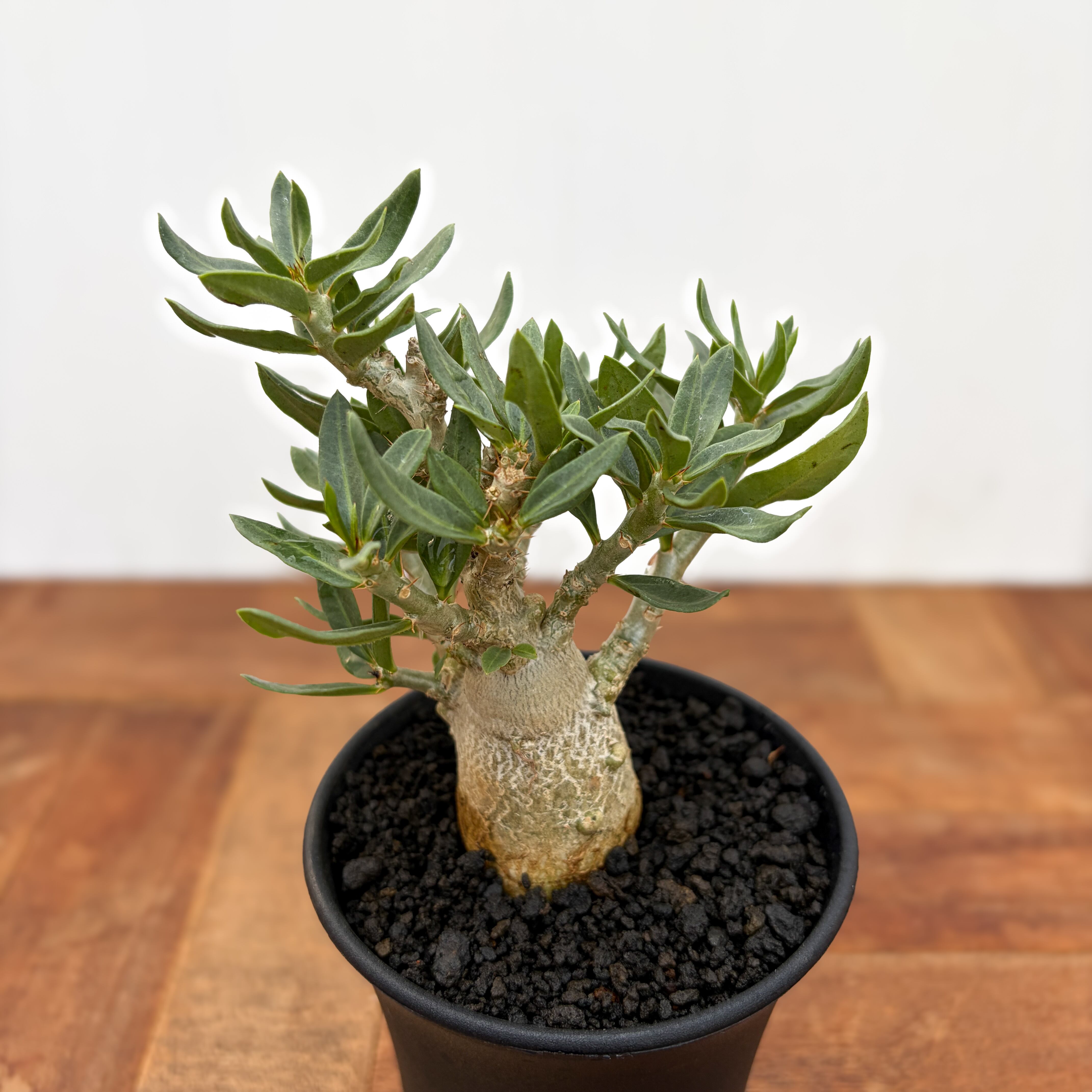 Pachypodium bispinosum【パキポディウム・ビスピノーサム・実生