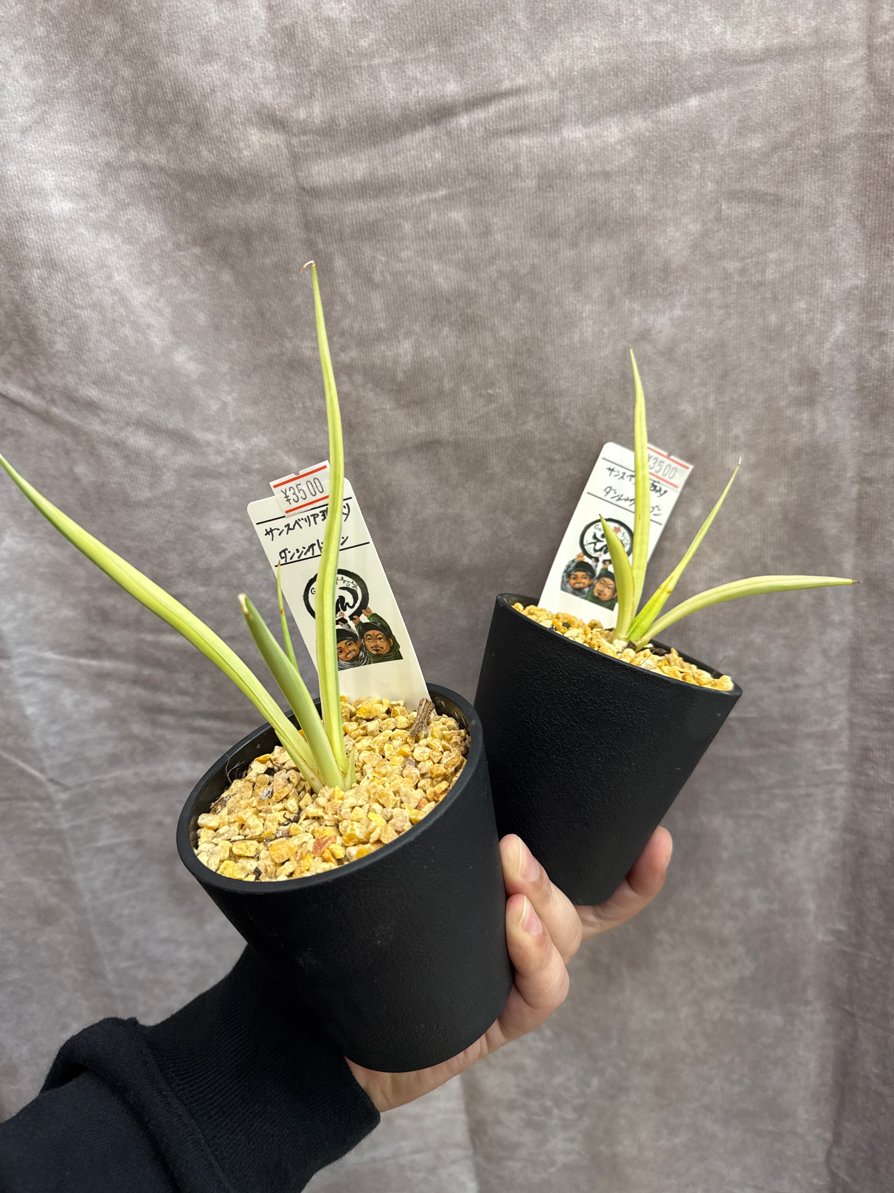 希少！ サンスベリア 'variegated' 