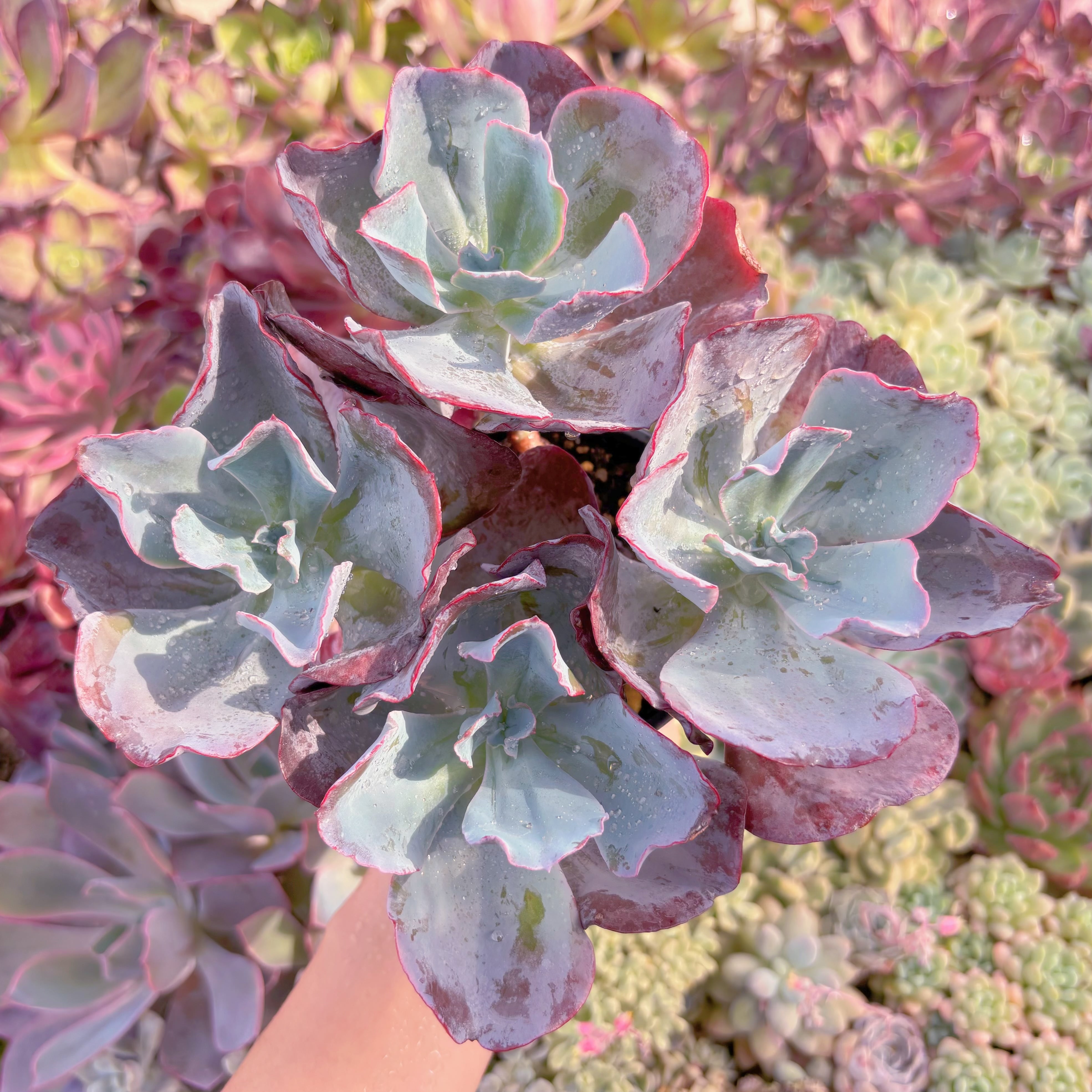 現品　ミランダ#579　大群生　るる農園