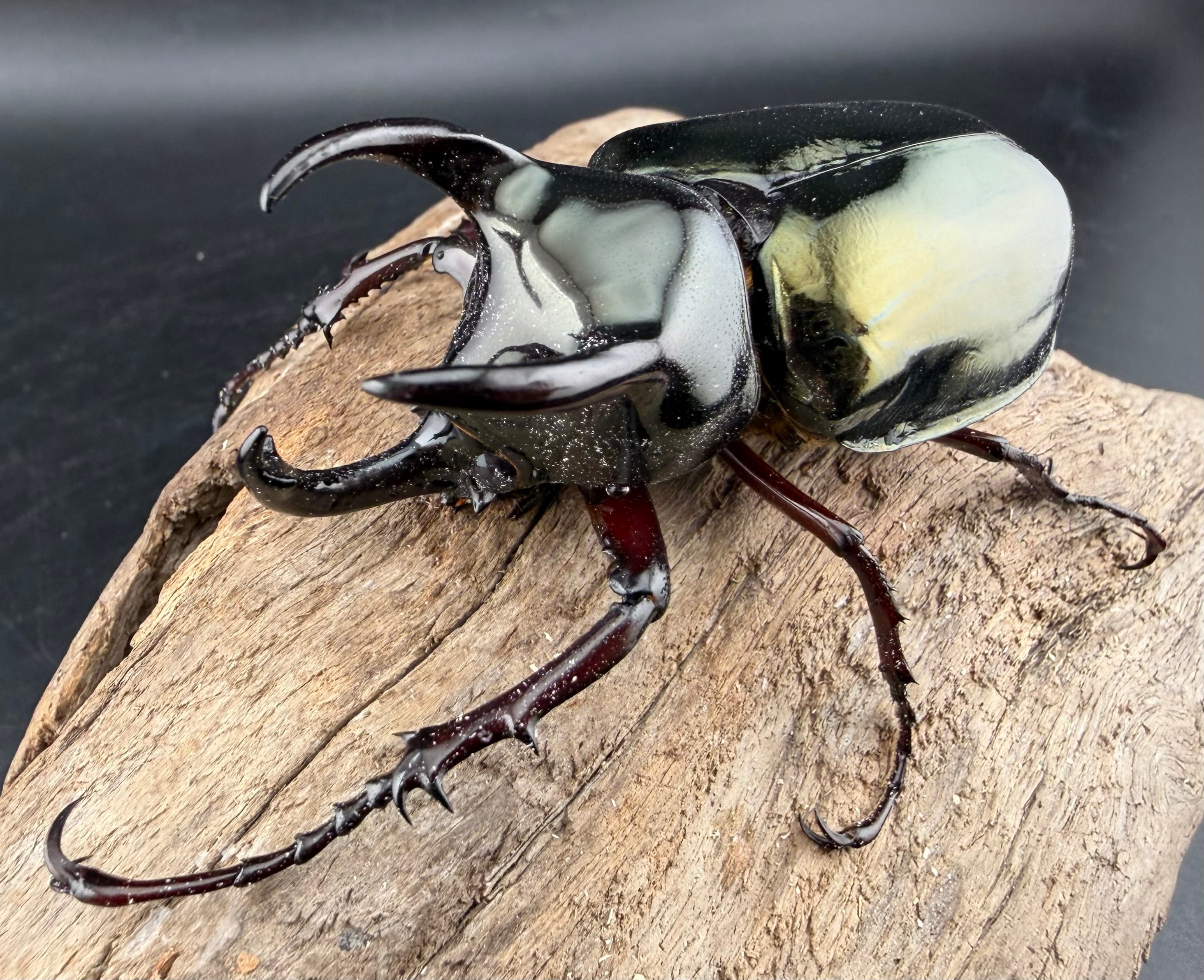 WF1】《アトラスオオカブト亜種シンタエ 73mm ペア》 | KPW公式