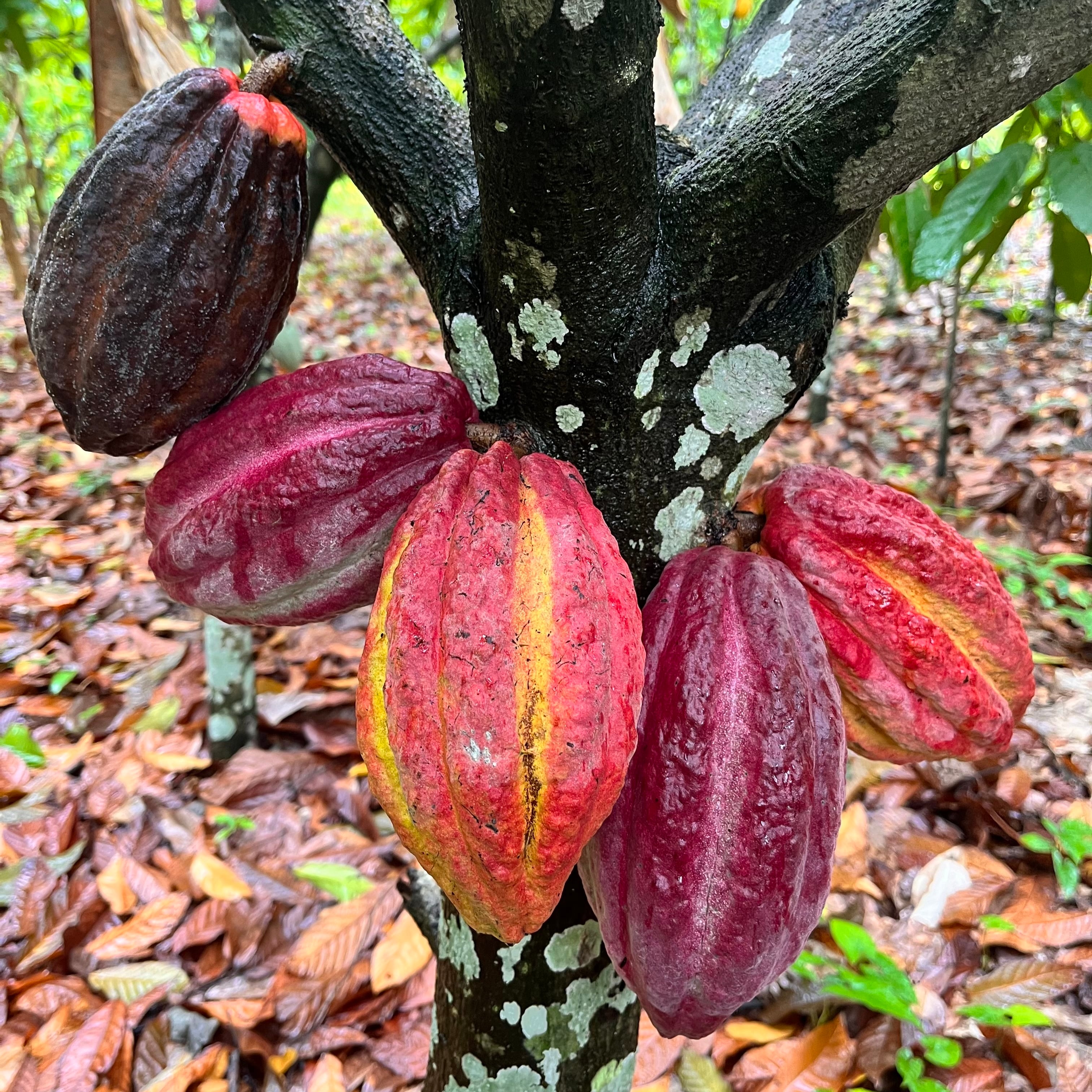 Round sacred cacao soap 「ラウンドサ Sacred Cacao ソープ」
