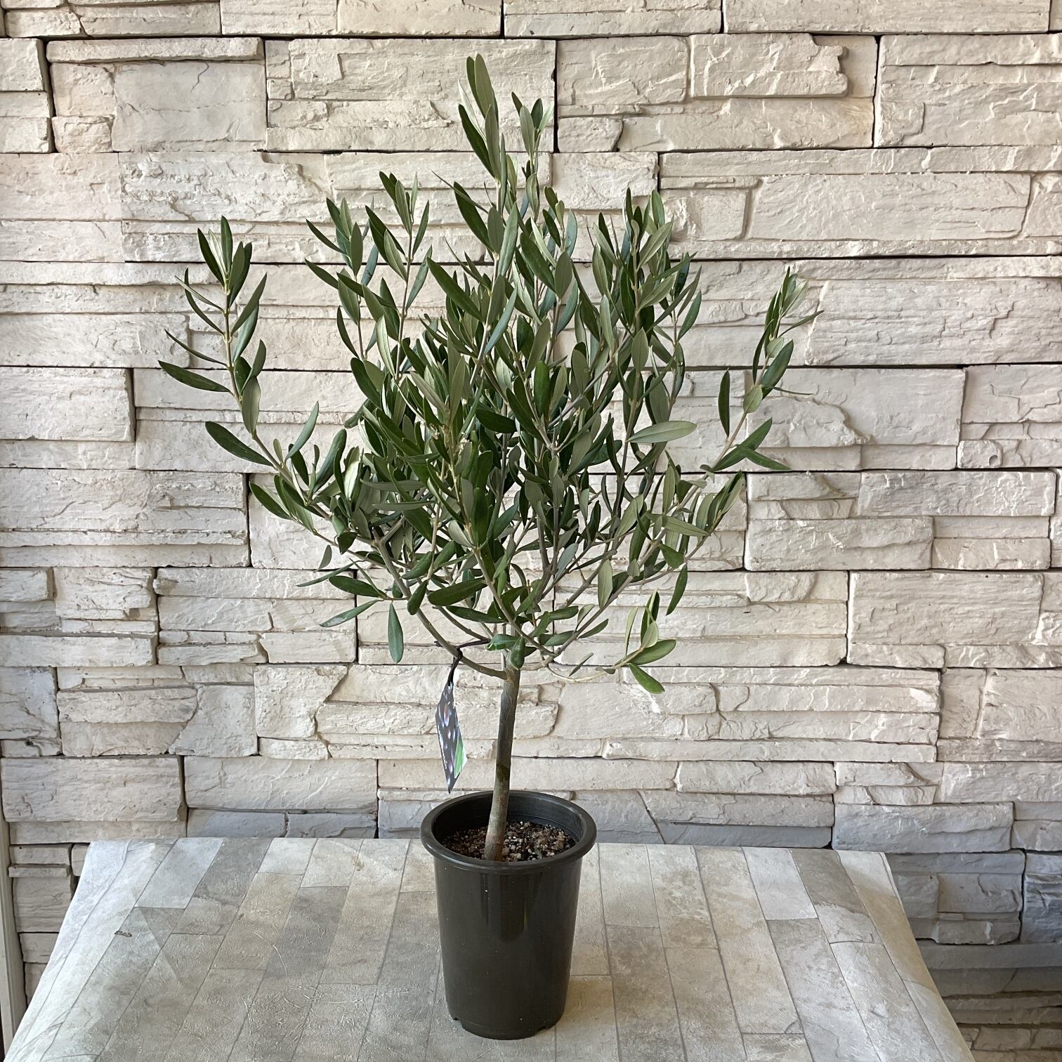 SOUJU】香川県産オリーブの木 ルッカ 10号鉢 21