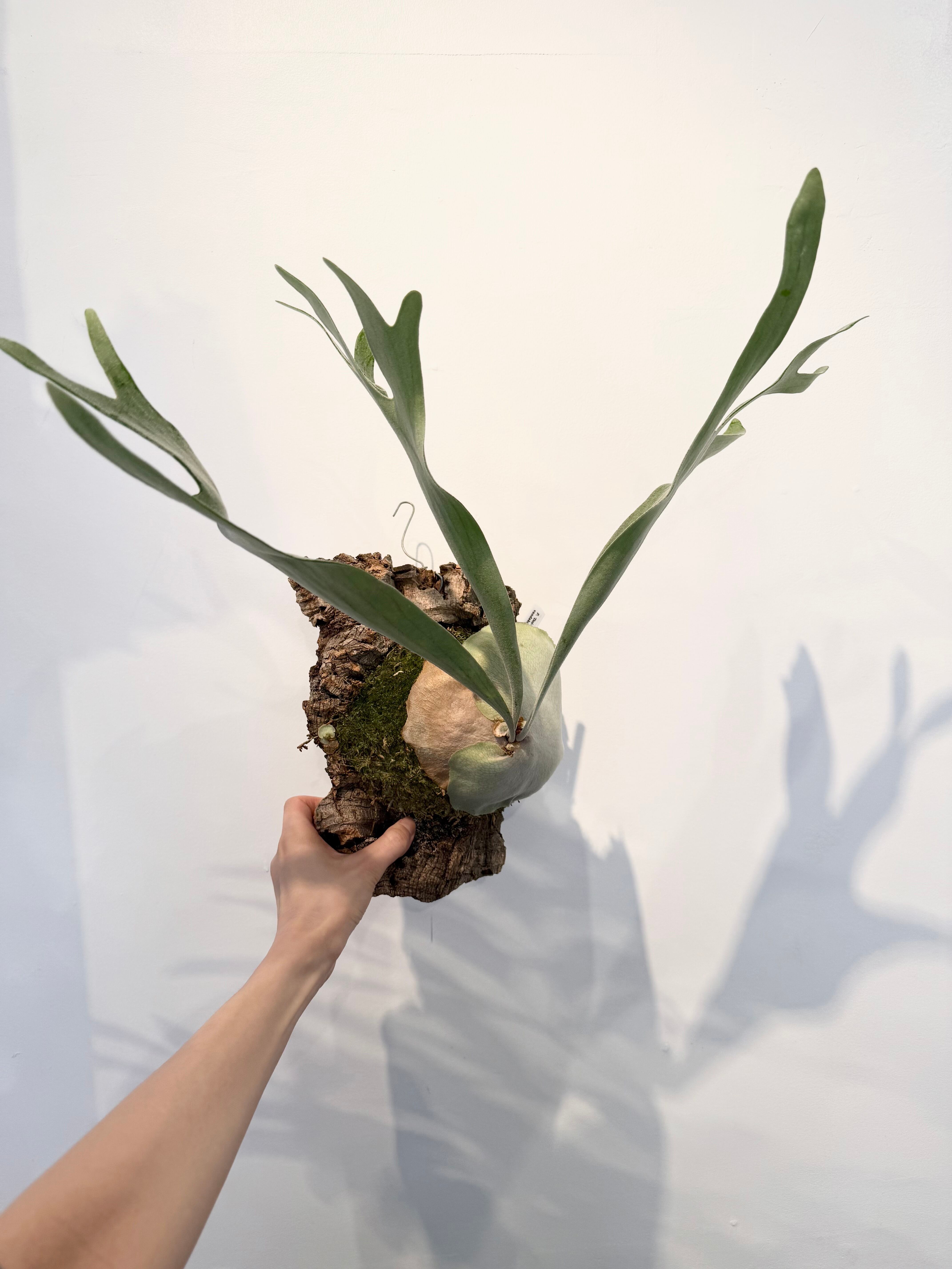 観葉植物 由来のハッキリした 育てやすい ドイトン株 安心の株分け品です