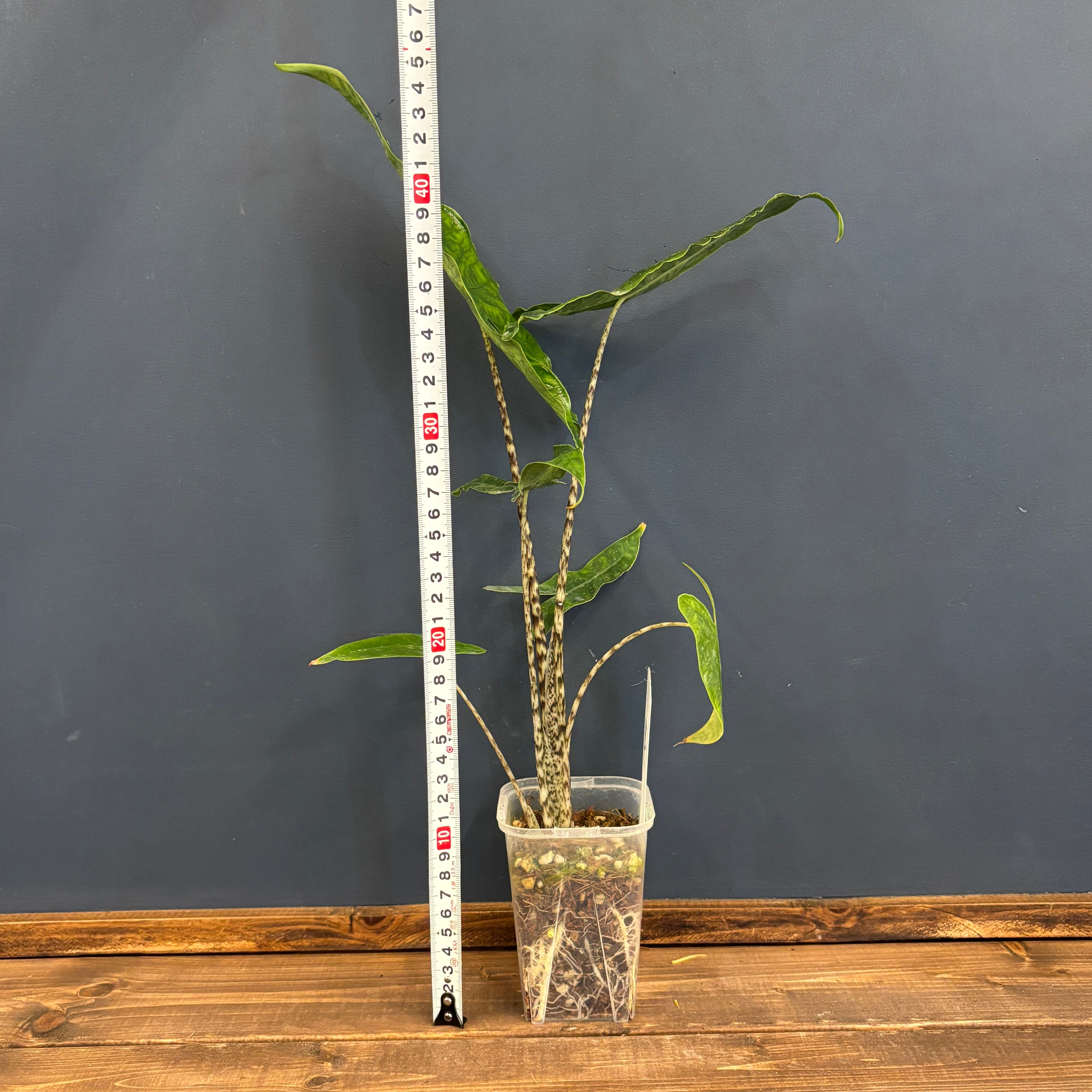 アロカシア ゼブリナ レティキュラータ アロカシア ① 観葉植物 4.5号 希少 | 観葉