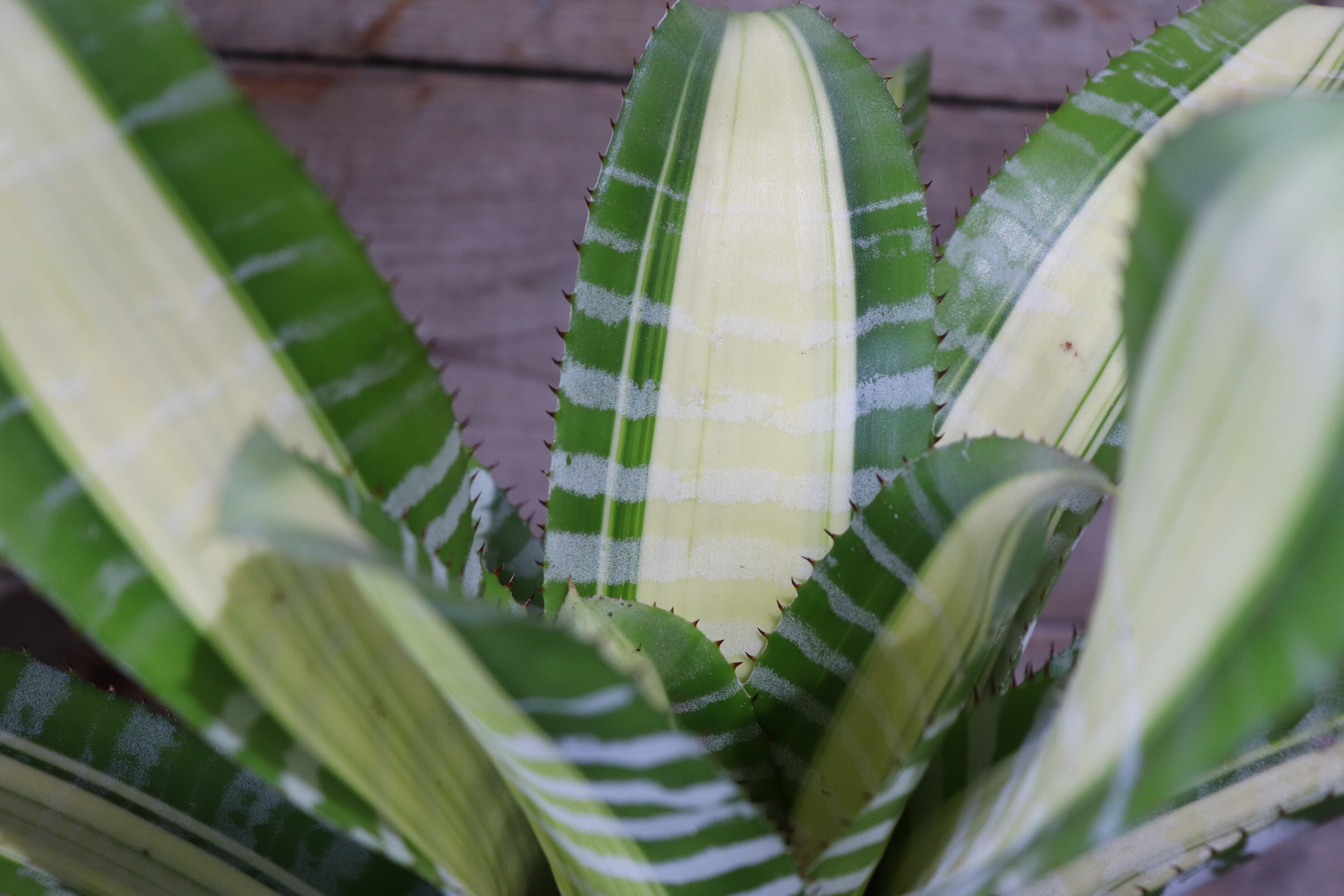 送料無料】Aechmea 'Yamamoto'〔エクメア〕現品発送A0001 | plane plants