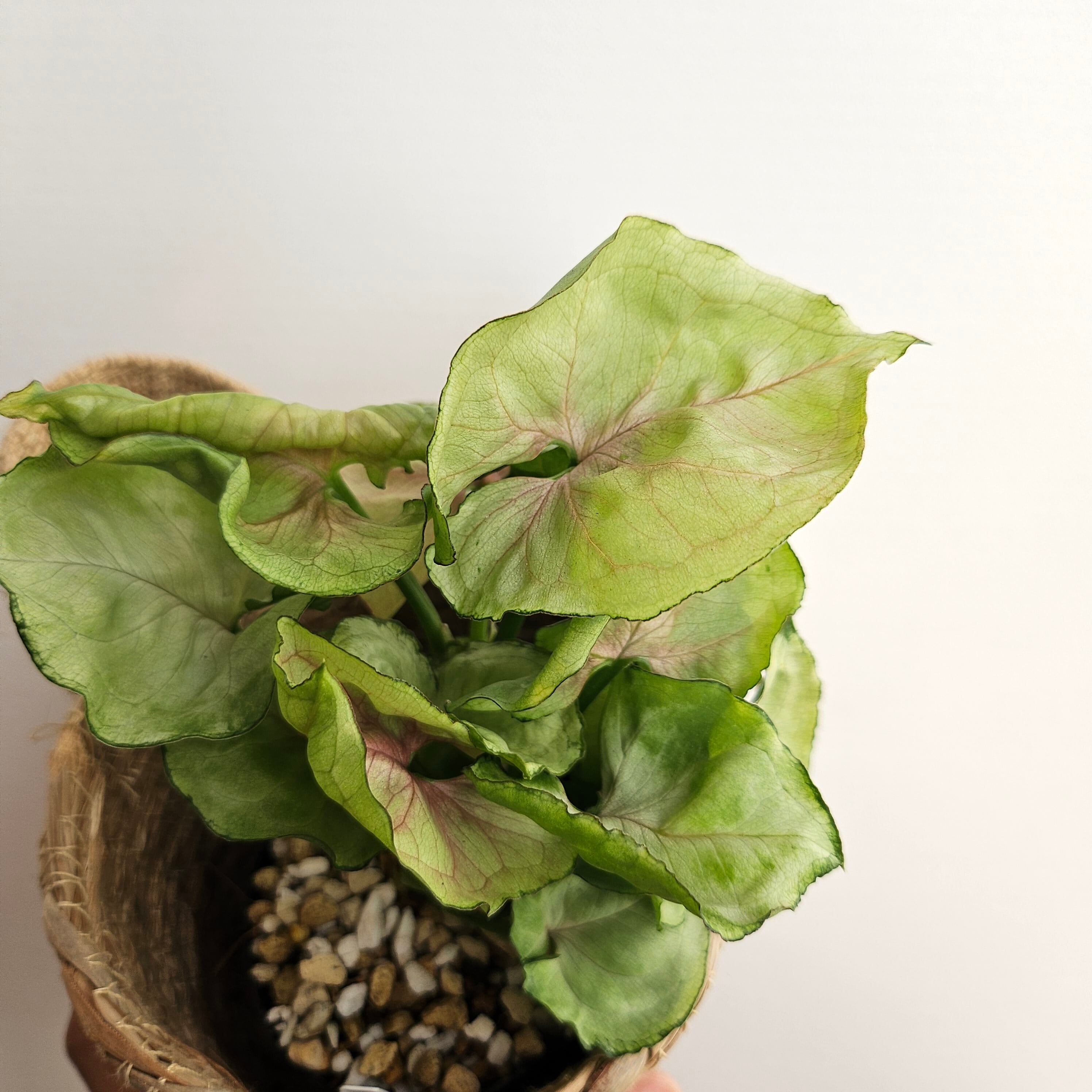 希少】シンゴニウム グリーンスプラッシュ