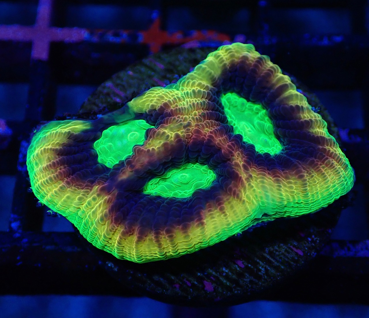 【現地買付】DragonSoulFavia Frag 1