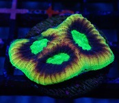 【現地買付】DragonSoulFavia Frag 1