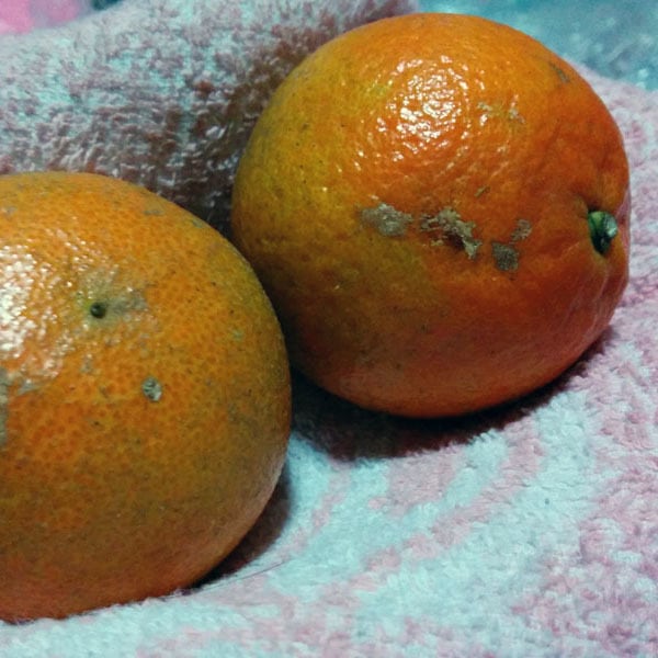 送料込⚫︎訳あり】奄美大島産「たんかん」家庭用約5kg | あまみの