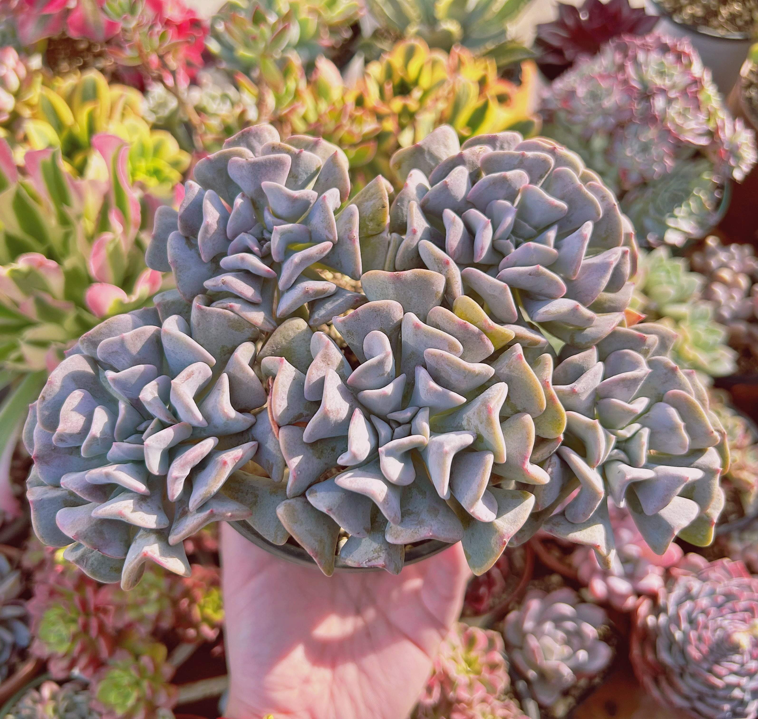 現物　多肉植物　エキゾチック　特大群生