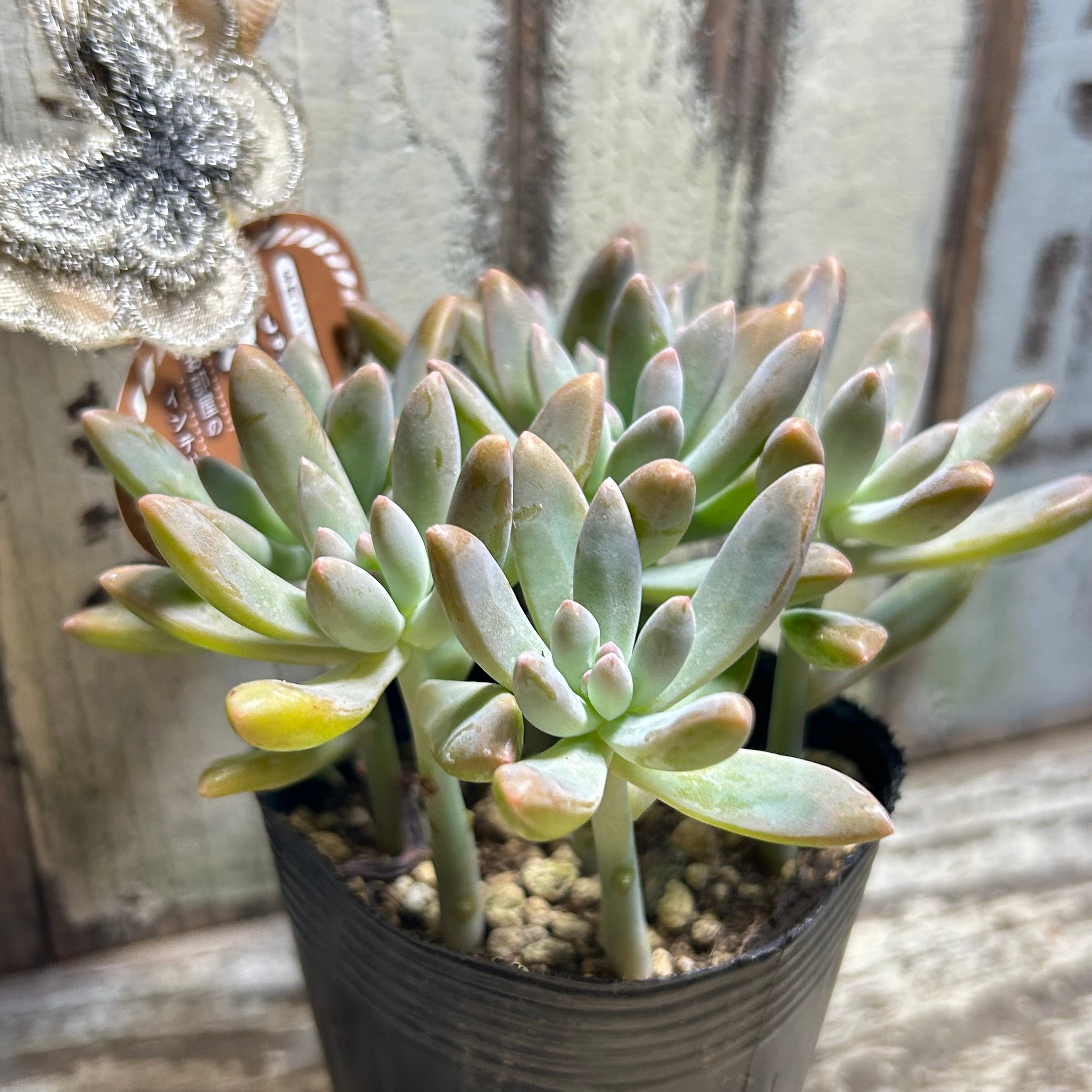 A)秋麗 | RuPo 多肉植物専門店