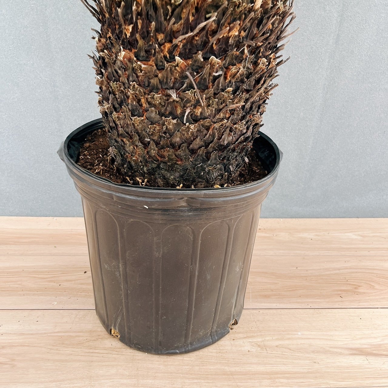 ［現品］☆おすすめ☆ A1 ソテツ　10号　観葉植物　大型　屋外　綺麗　幹太 現品］☆おすすめ☆ A1 ソテツ 10号 観葉植物 大型 屋外 綺麗 幹太