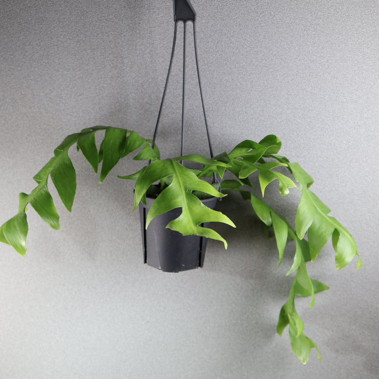 MARX PLANTS | 観葉植物・多肉植物・塊根植物