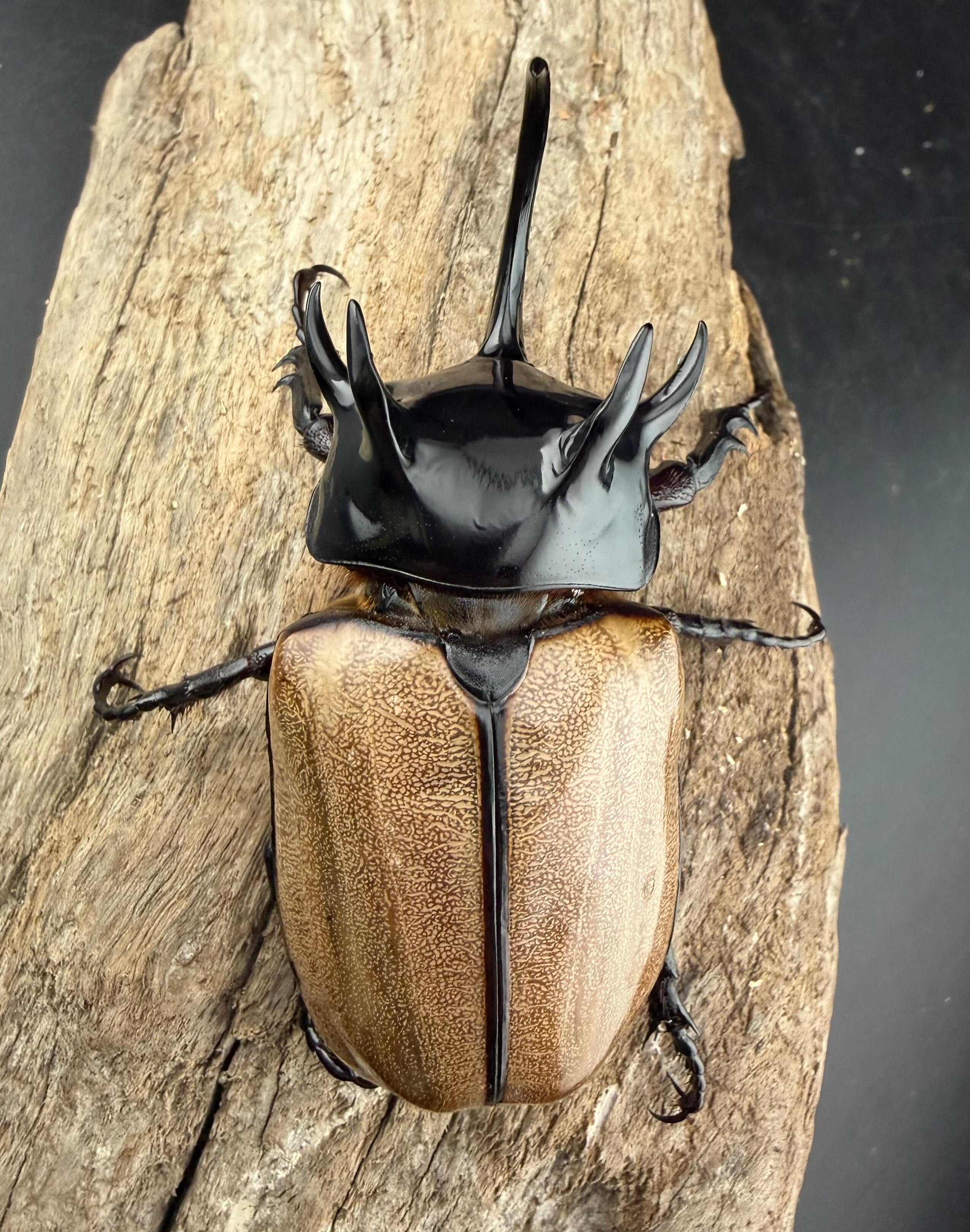 WF1】《ゴホンツノカブト原名亜種 タイ産 79mm ペア》 | KPW公式