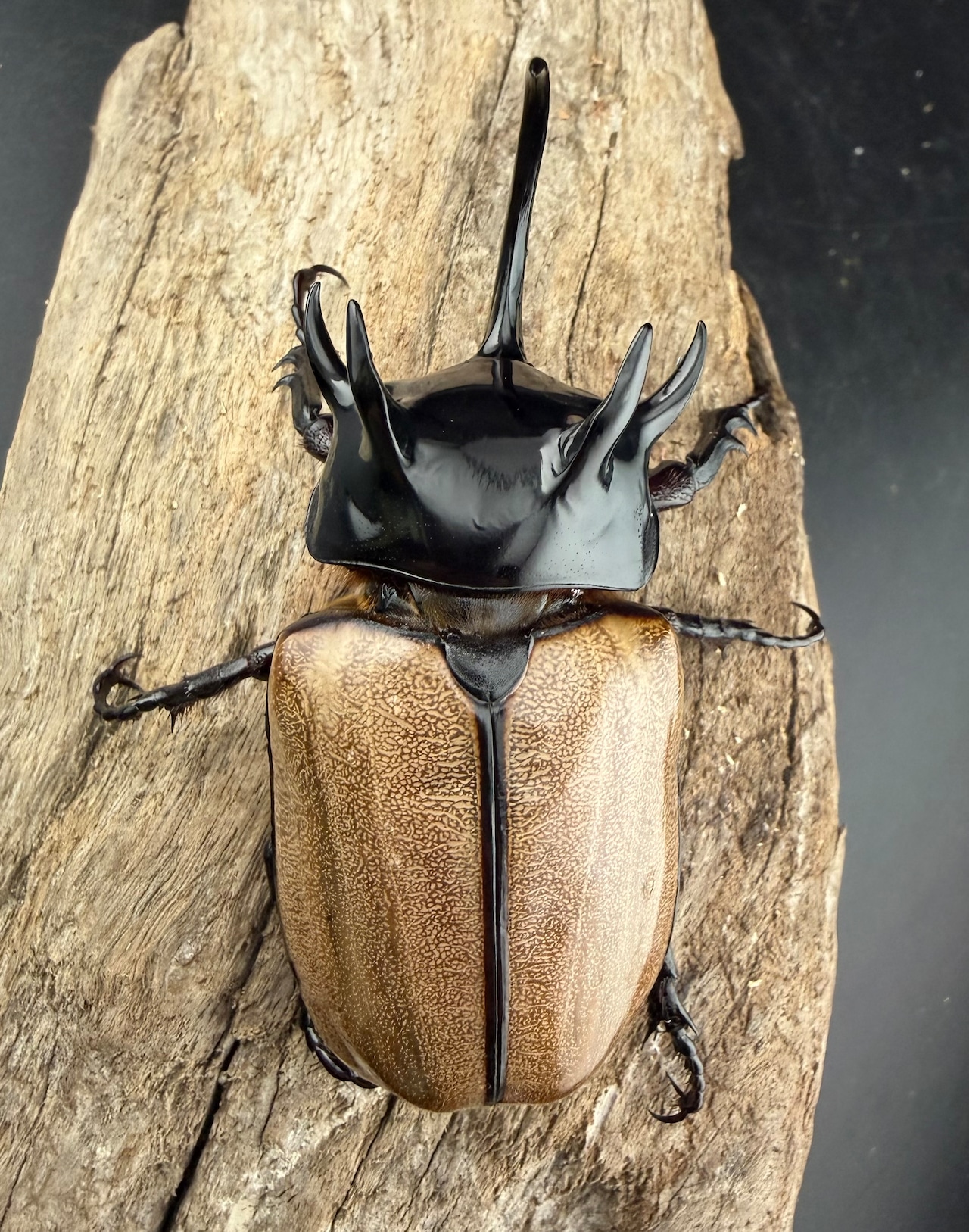 【WF1】《ゴホンツノカブト原名亜種 タイ産 79mm ペア》