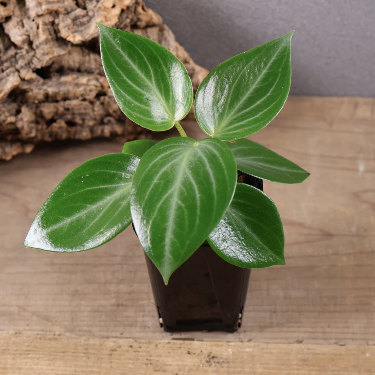 635『ハオルチア 三仙寿錦』観葉植物【送料無料】 | MARX PLANTS