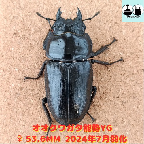 オオクワガタ 能勢YG ♀単品 53.6mm 産卵済み個体 販売中