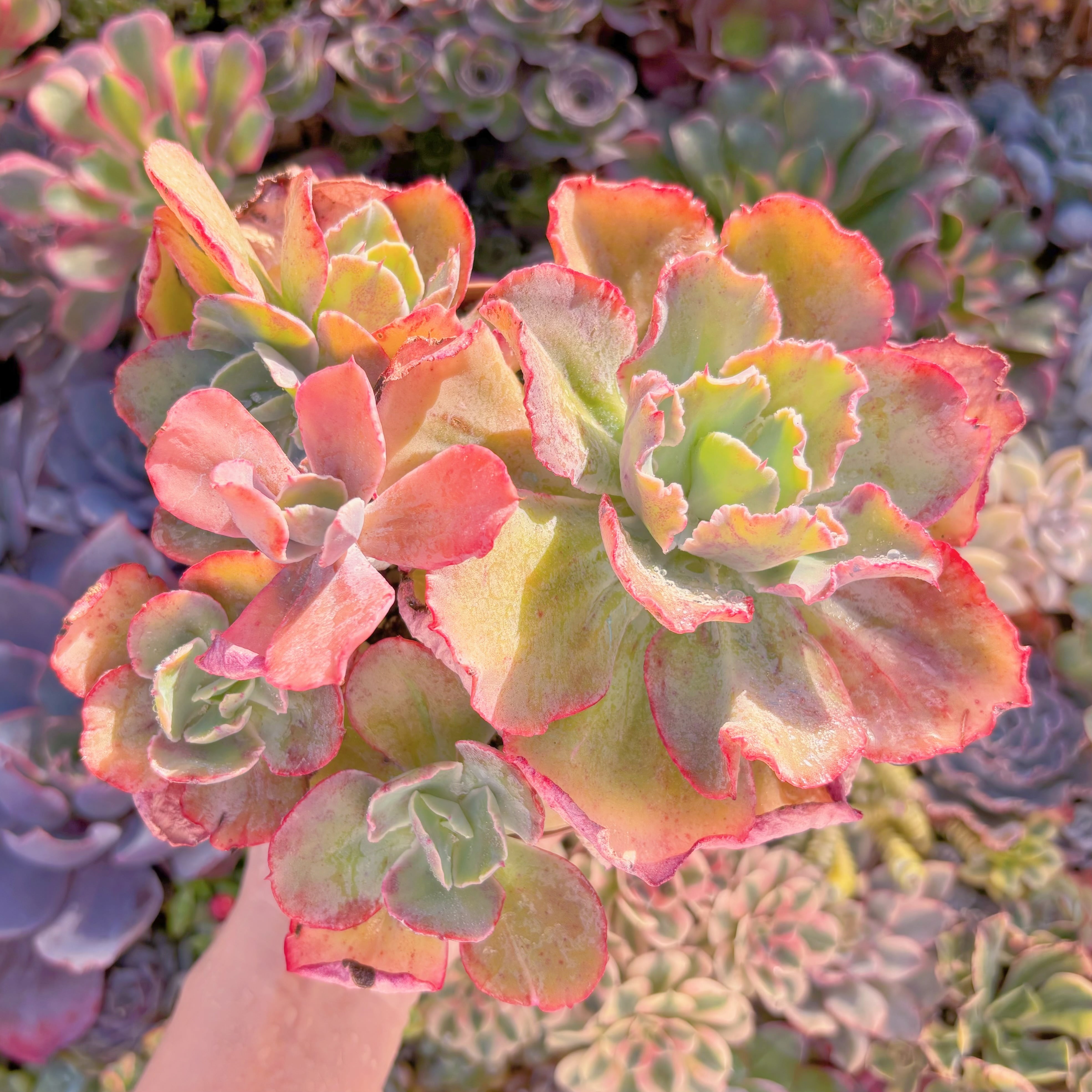 現品　火山女神#A023　特大群生　るる農園