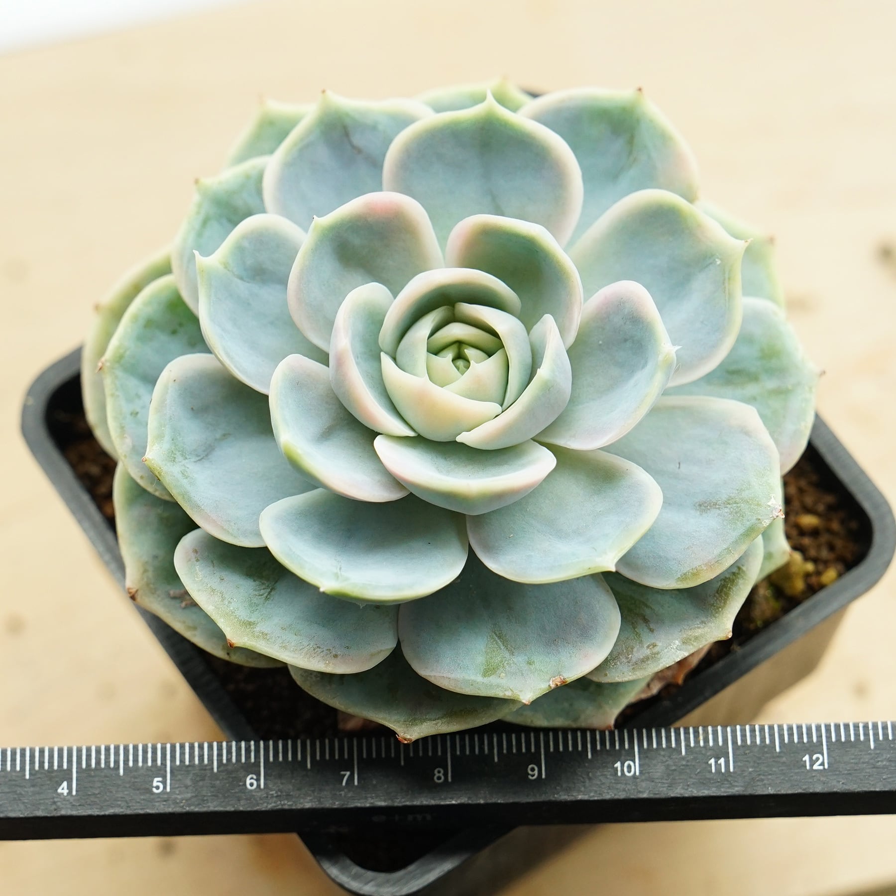ブルーエット錦 エケベリア 多肉植物 カット苗 ブルーサプライズ錦 