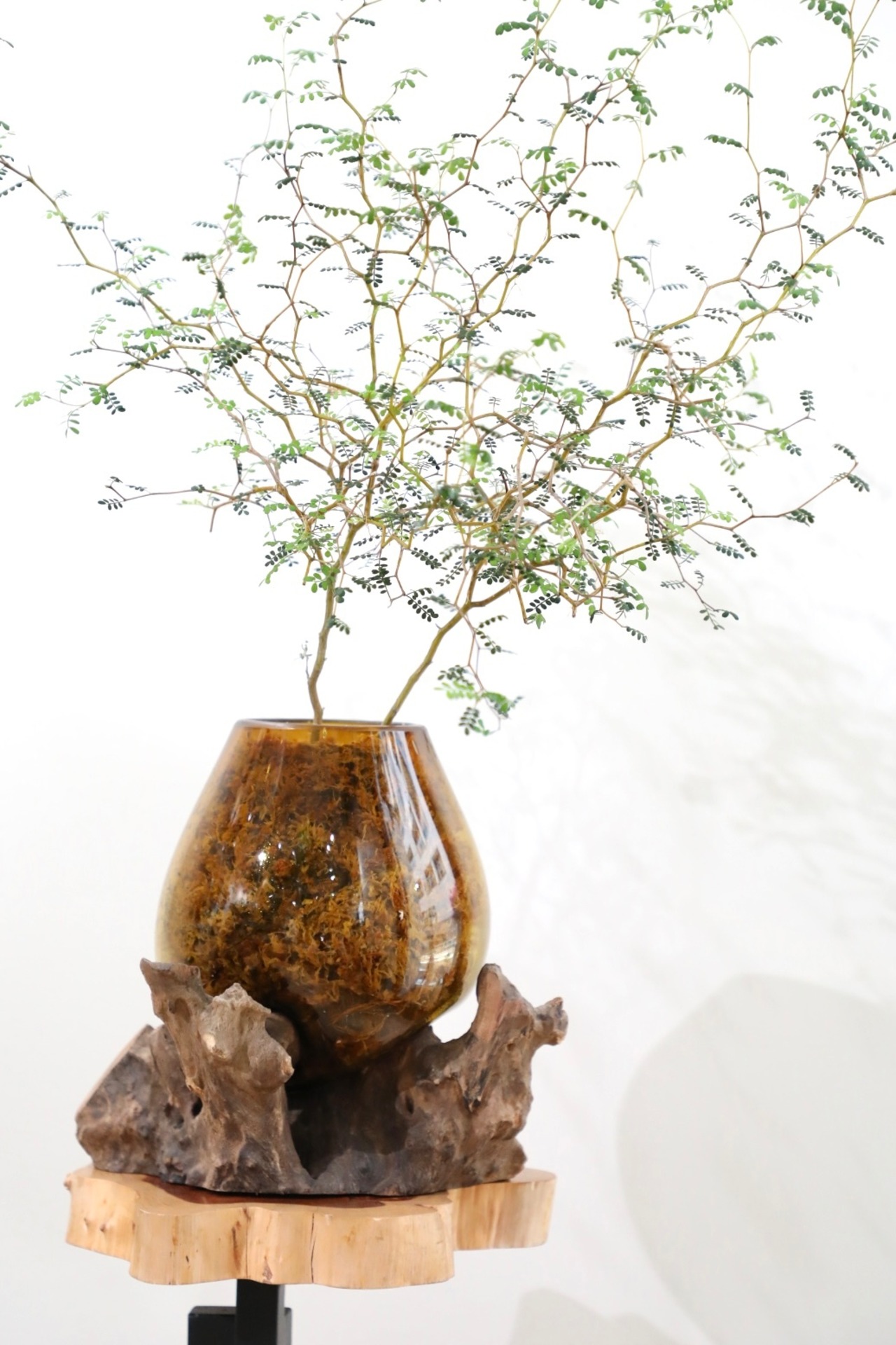 【M】ソフォラ リトルベイビー/Sophora prostrata Little Baby　※【土不使用】古木グラスベース付き