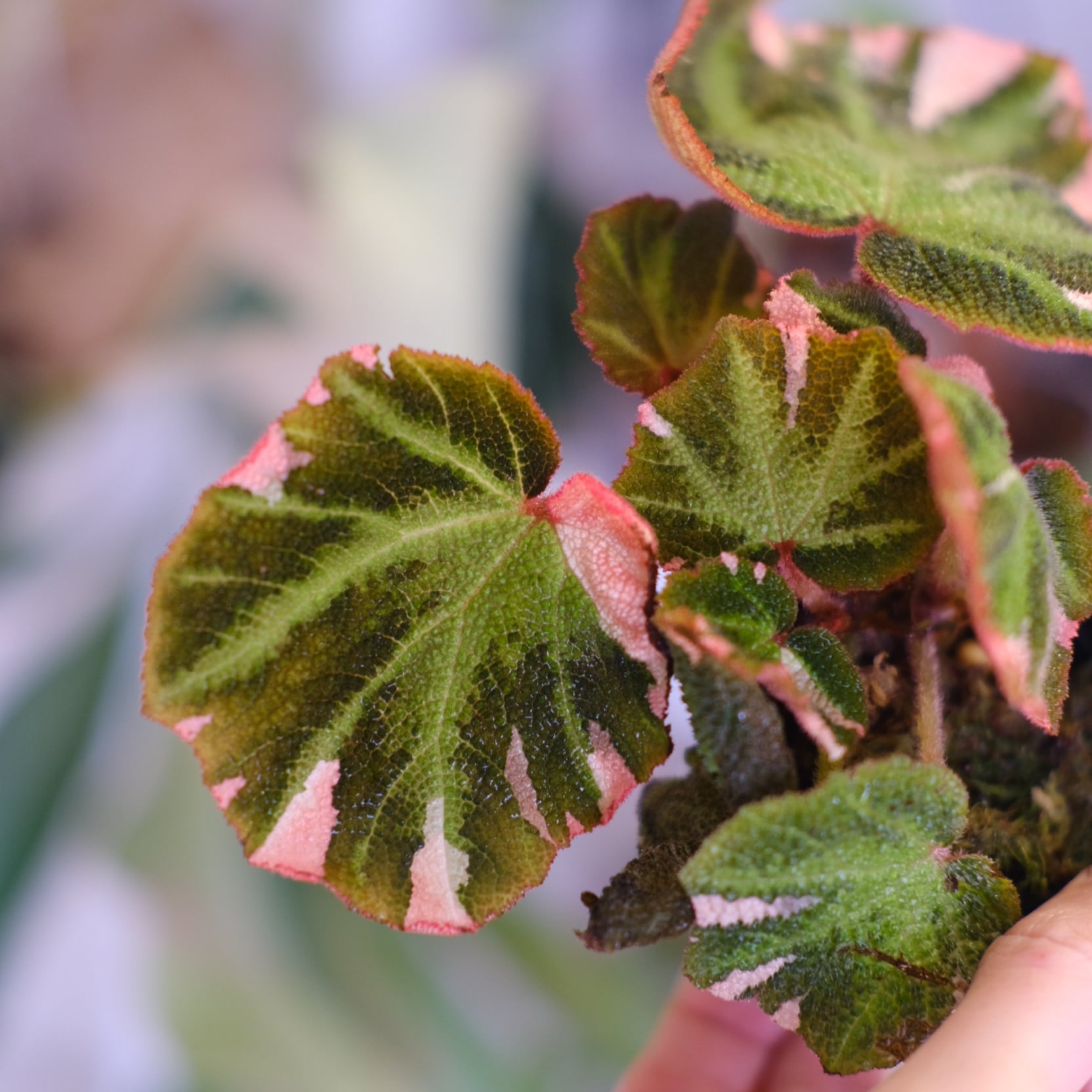 Begonia soli mutata Variegated│ベゴニア ソリムタータ バリエガータ