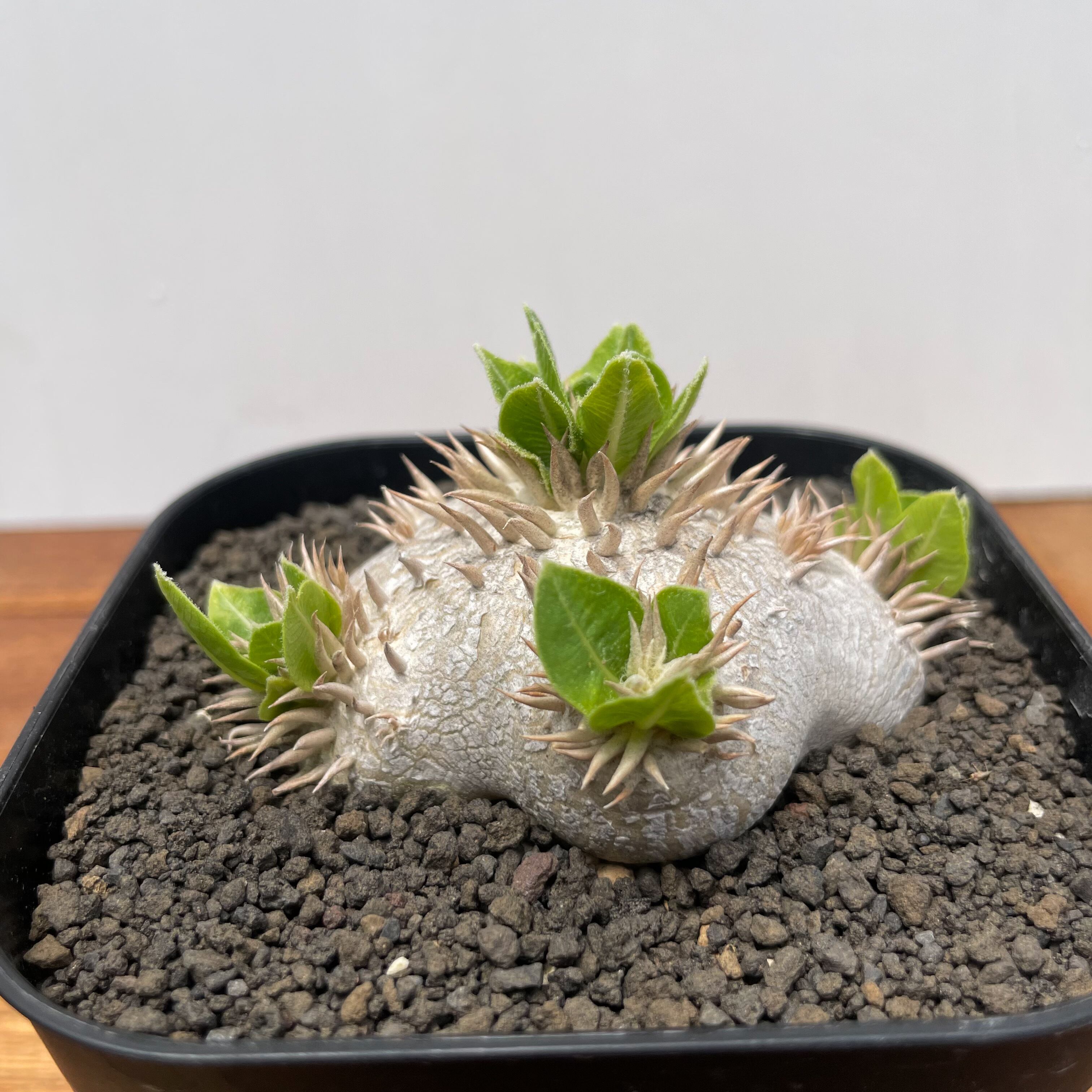 Pachypodium brevicaule ssp . Leucoxanthum【パキポディウム