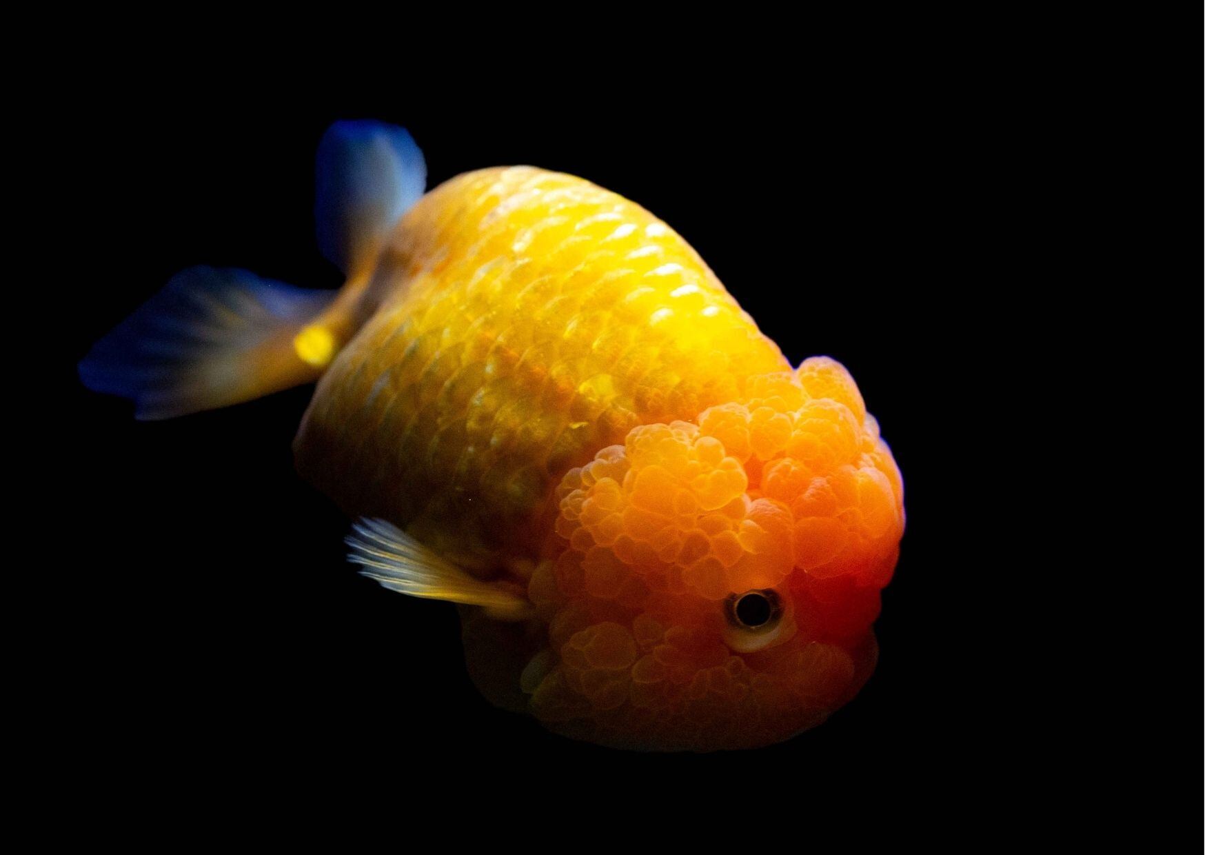金魚写真 ランチュウ いわさき写真教室