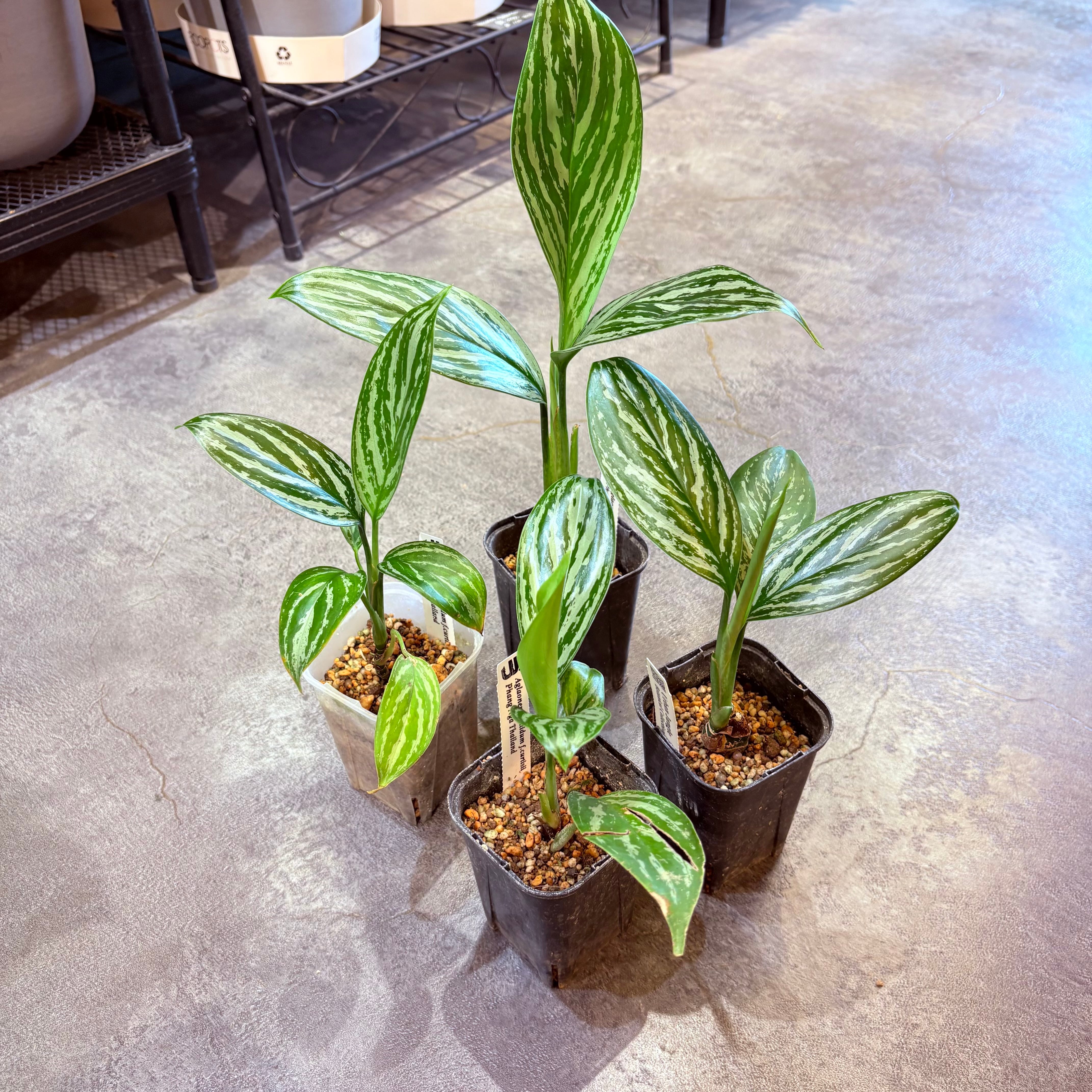 アグラオネマ カーティシー 3.5号 | Green Vibes 宇都宮市の観葉植物専門店